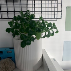Ripple Jade plant