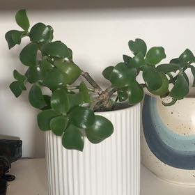 Photo of the plant species Ripple Jade by @CrispGloriosa named Hamilton on Greg, the plant care app