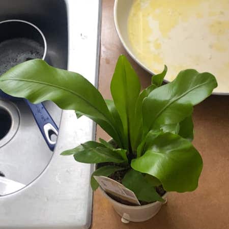 Photo of the plant species Bird's Nest Fern by Sirriberry named Treeyoncé on Greg, the plant care app