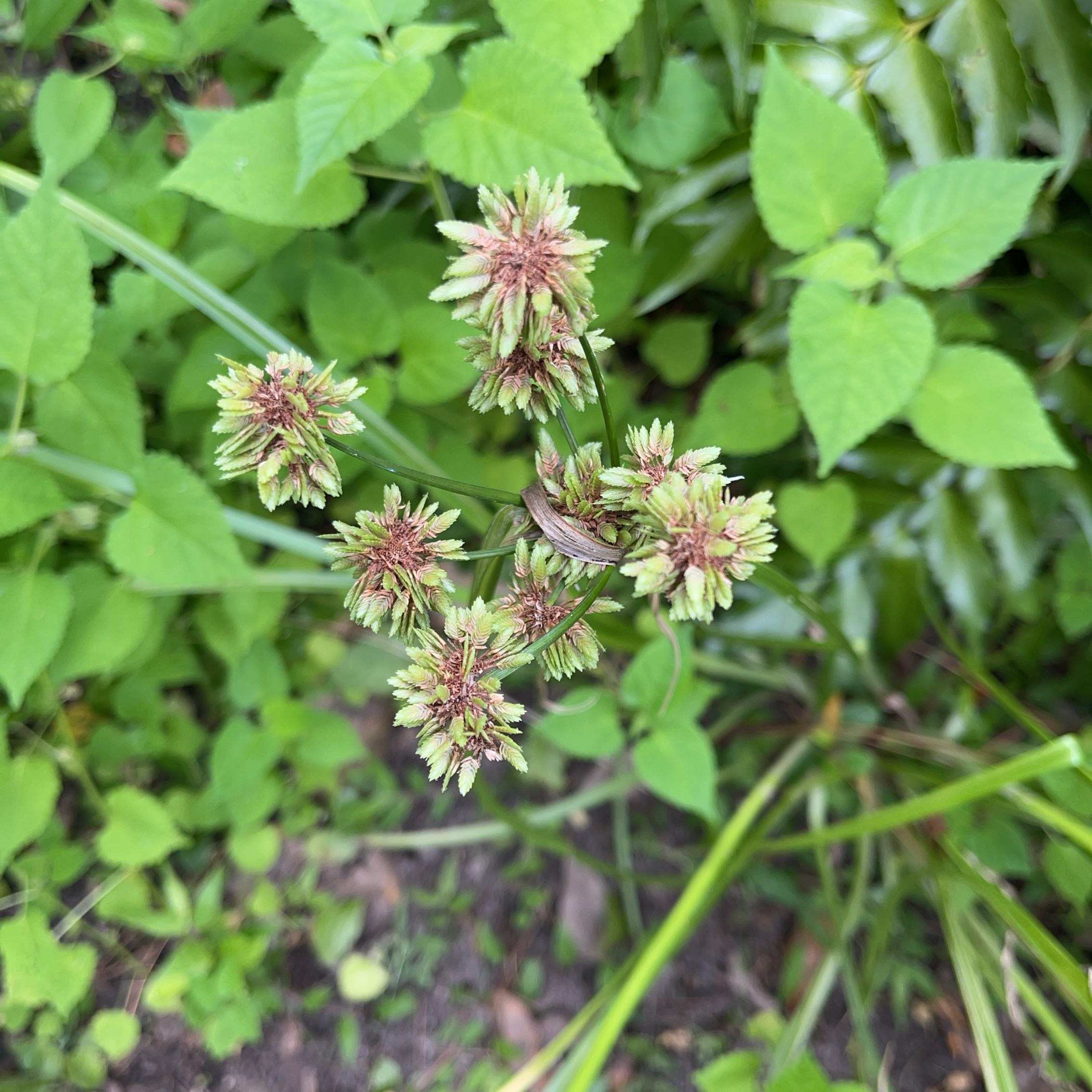 Photo of the plant species Tall Flatsedge by @AgileAlpinefir named Clooney on Greg, the plant care app