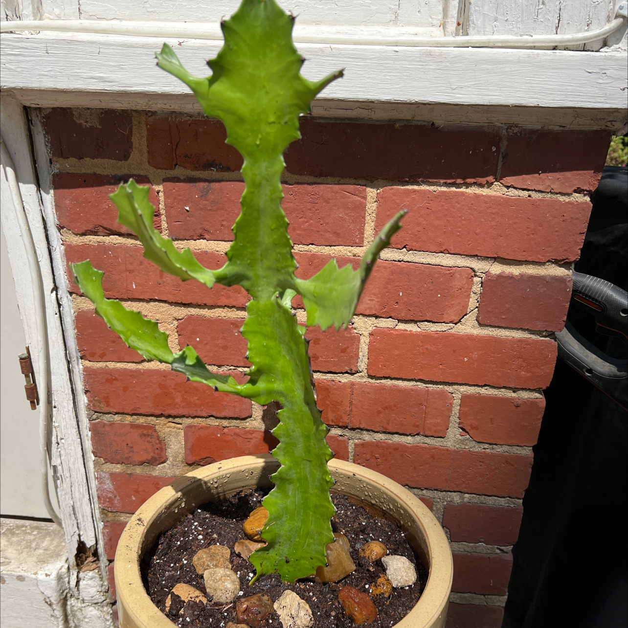 Photo of the plant species Dragon Bone Cactus by @Artjungle named Pepe on Greg, the plant care app