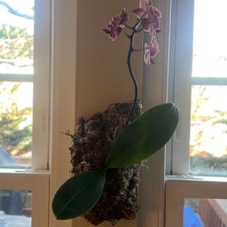 Phalaenopsis Orchid plant in Alexandria, Virginia