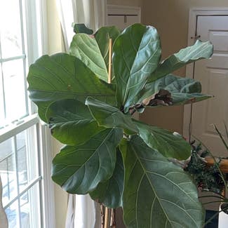 Fiddle Leaf Fig plant in Alexandria, Virginia