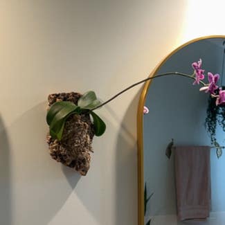 Phalaenopsis Orchid plant in Alexandria, Virginia