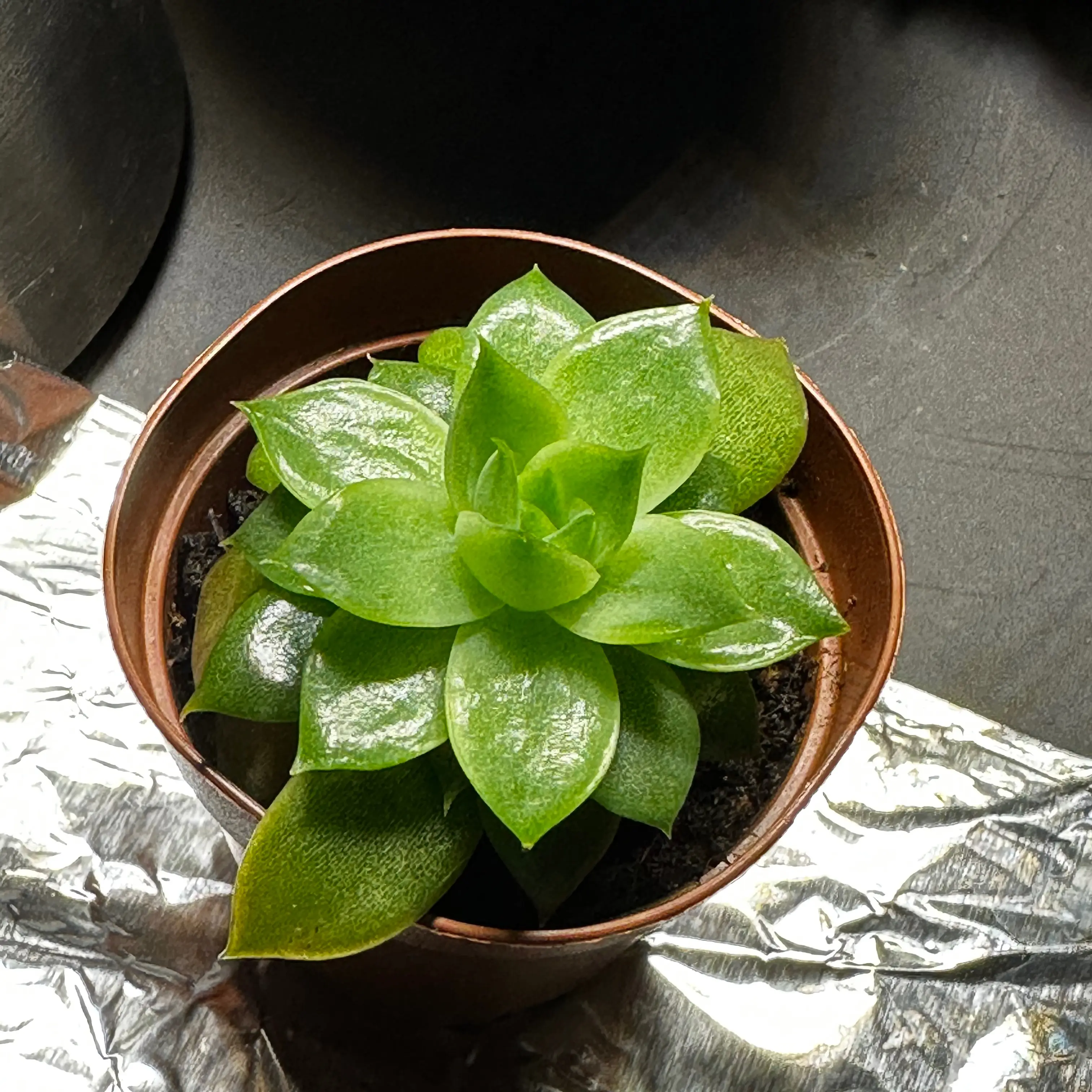 A healthy succulent plant in a small pot with visible soil.