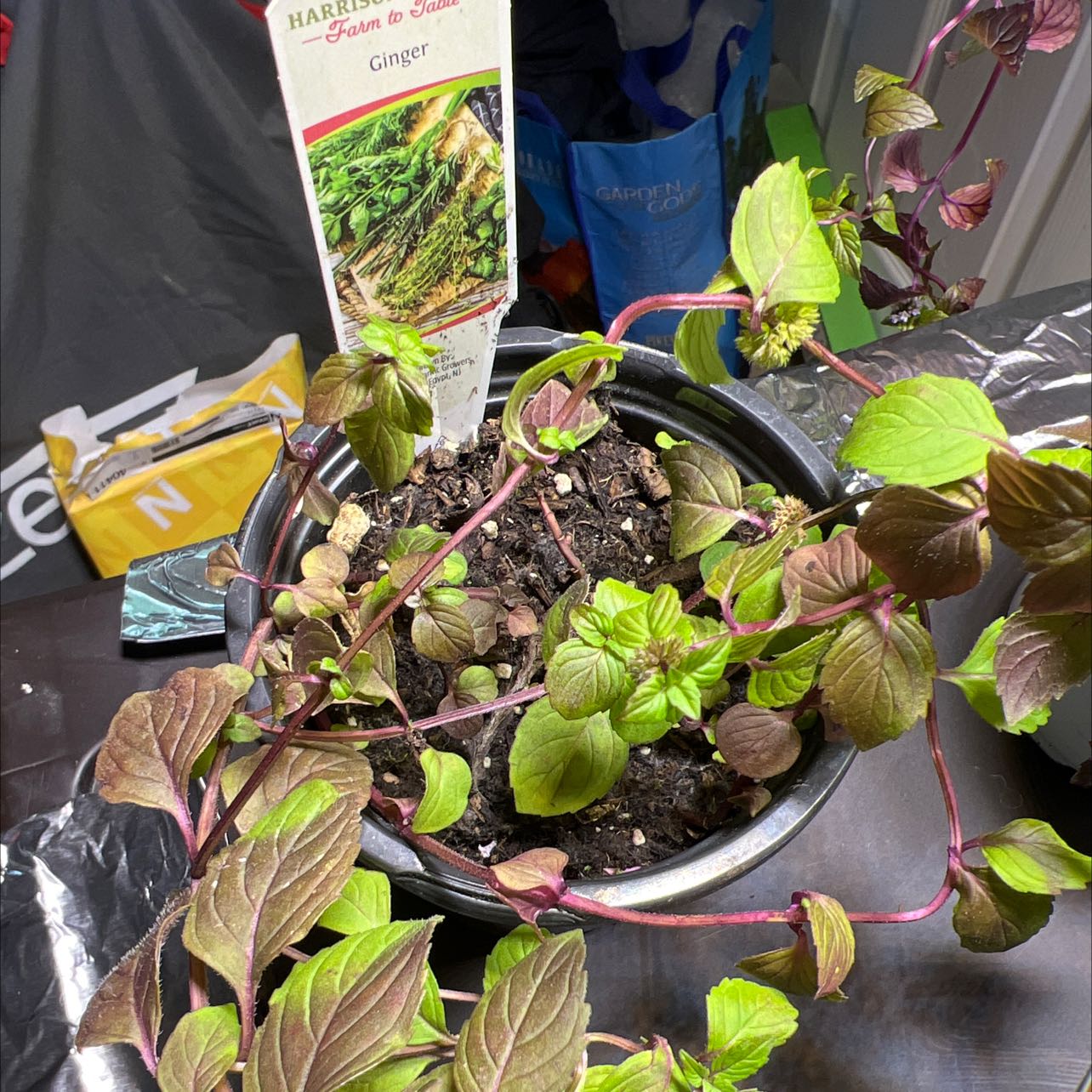 Photo of the plant species Wild Ginger by @SmartGardenFun named Goofy Ginger on Greg, the plant care app