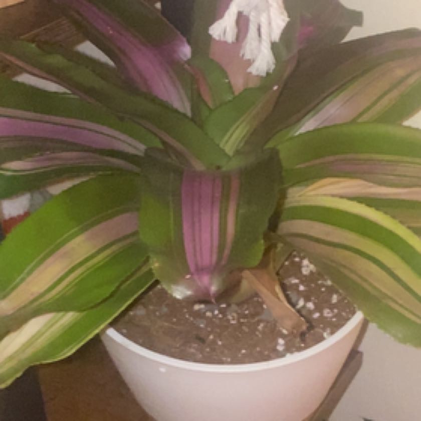 Photo of the plant species Wolfgang by @GemMostii named Harmony on Greg, the plant care app