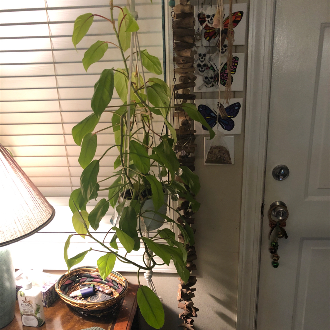 Golden Goddess Philodendron plant indoors near a window with vibrant green leaves.