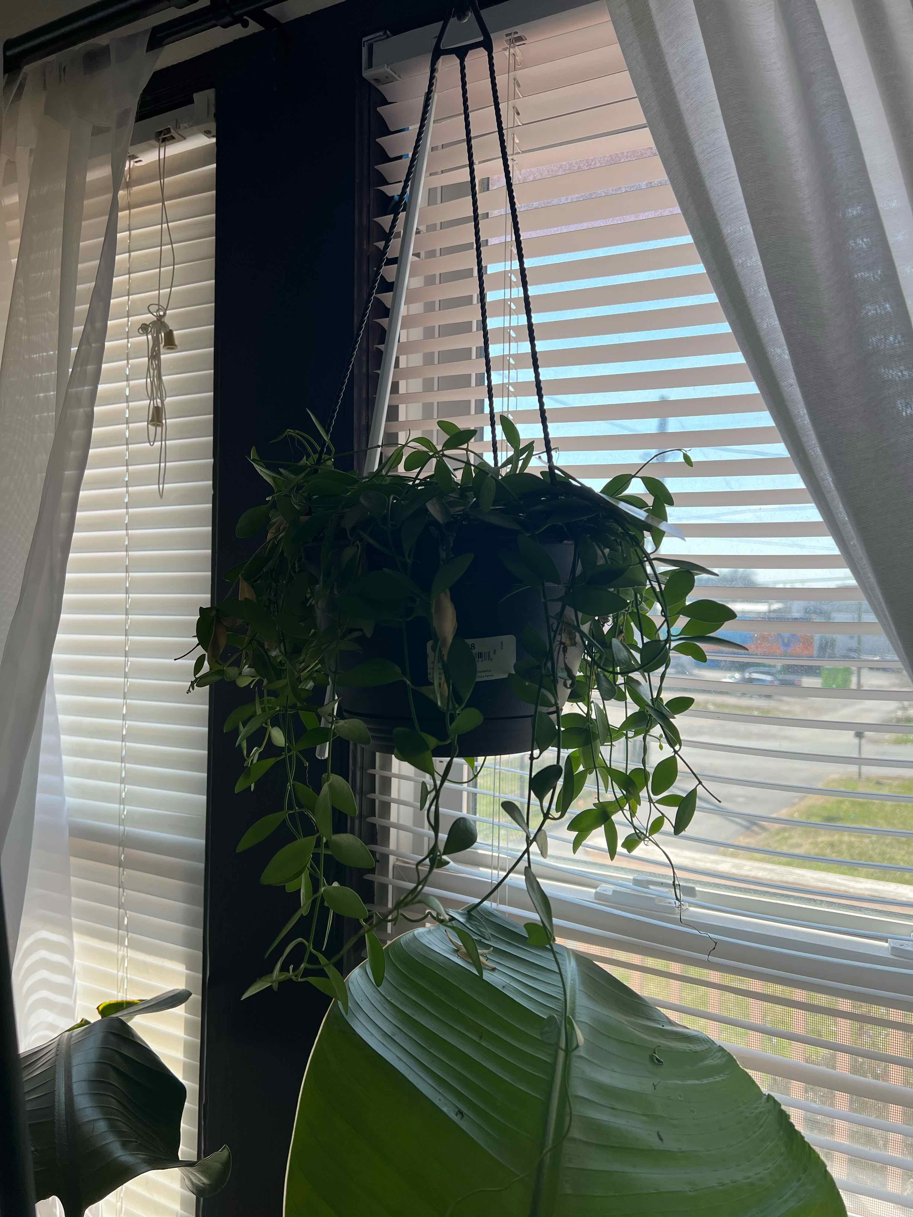 Hanging Dischidia imbricata plant in front of a window with blinds, appears healthy.