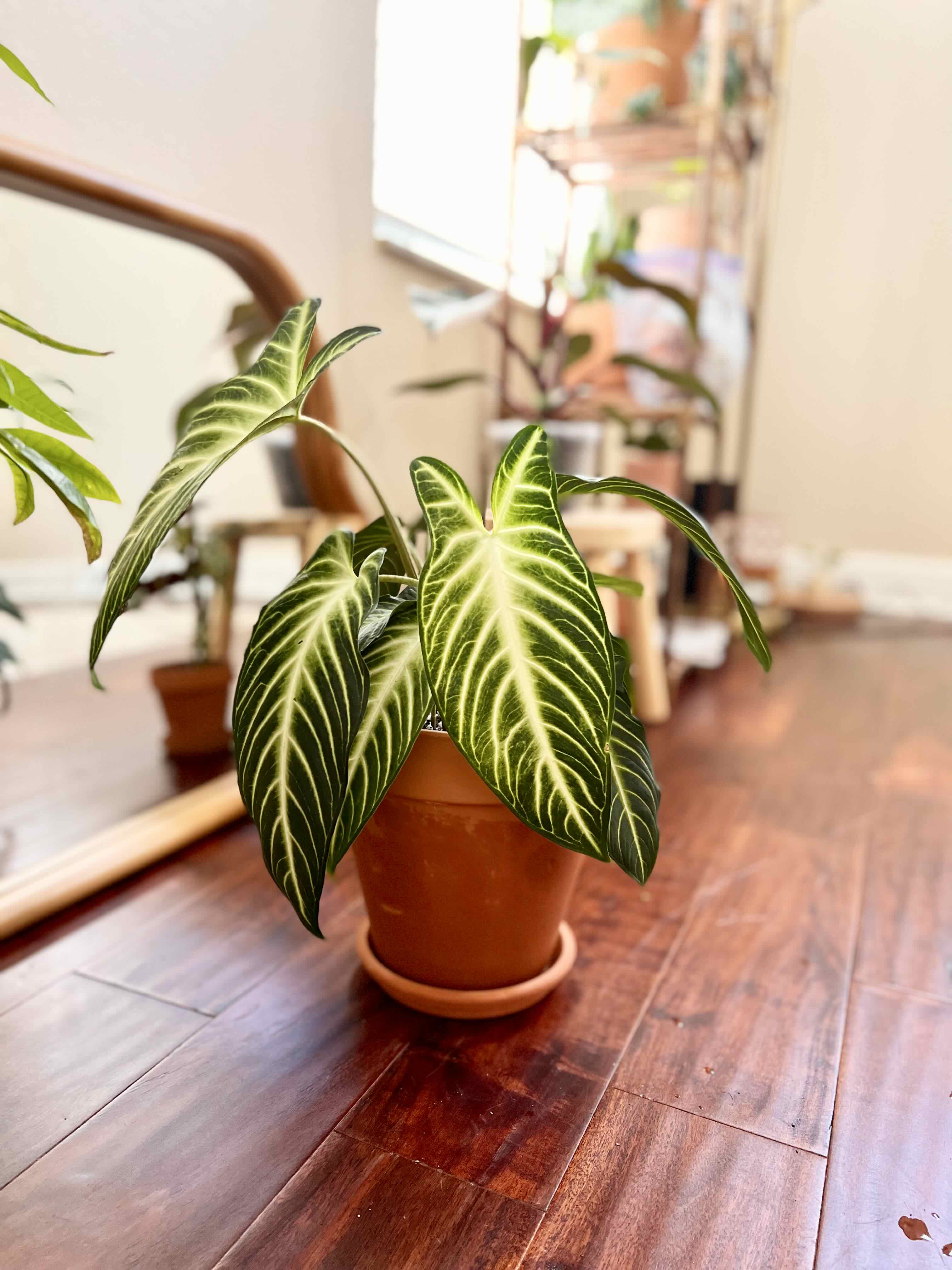 Potted Xanthosoma Angel wings plant with large green leaves and white veins, indoors.