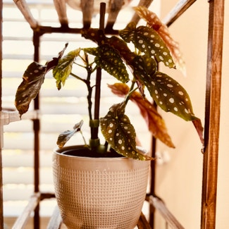 Polka Dot Begonia plant in Orlando, Florida