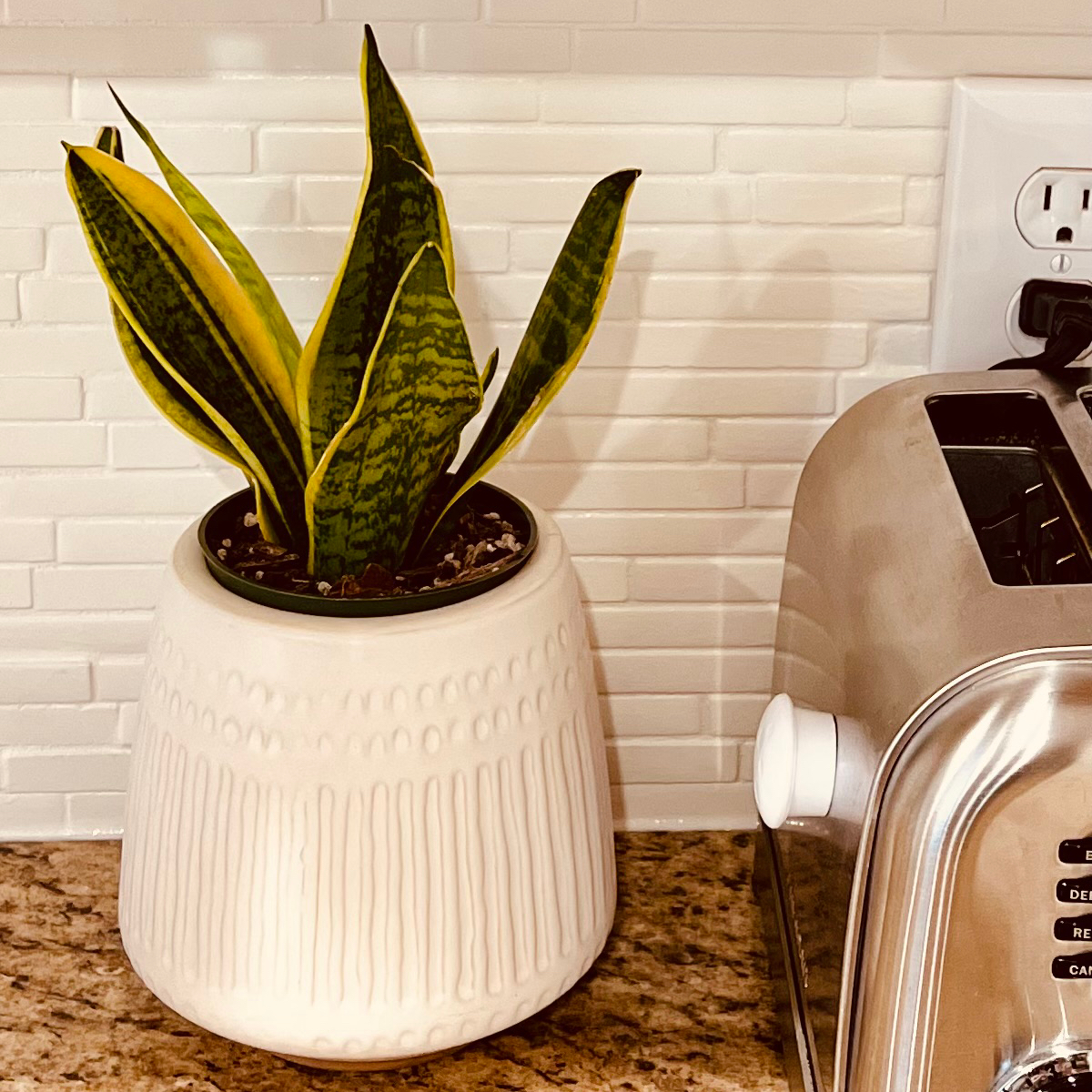 Snake Plant plant photo by @babyfiretiger13 named Sofia on Greg, the plant care app.