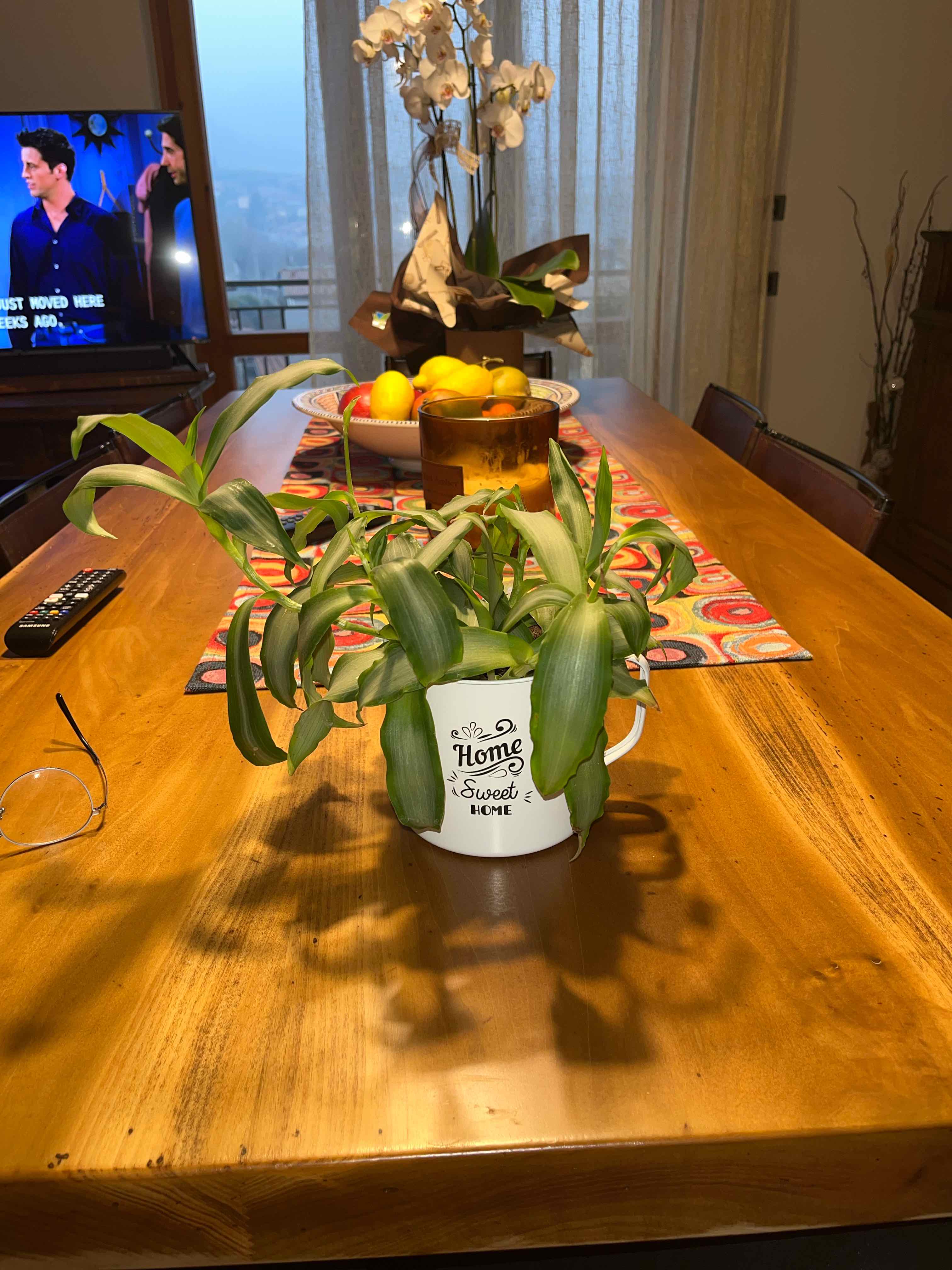Potted Bright Star Murdannia plant on a wooden table with household items in the background.