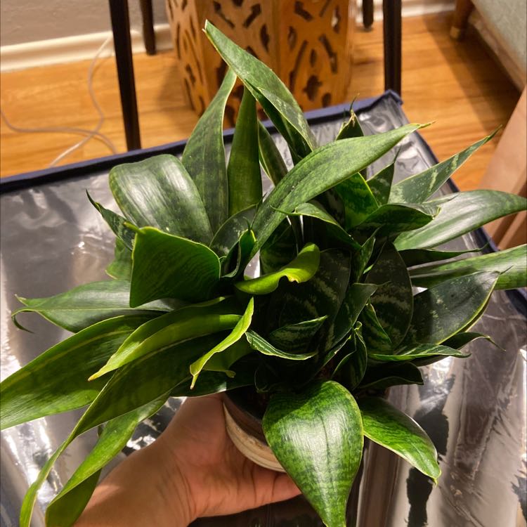 Photo of the plant species Gilt Edge Snake Plant by @Mahsa named Sansa on Greg, the plant care app