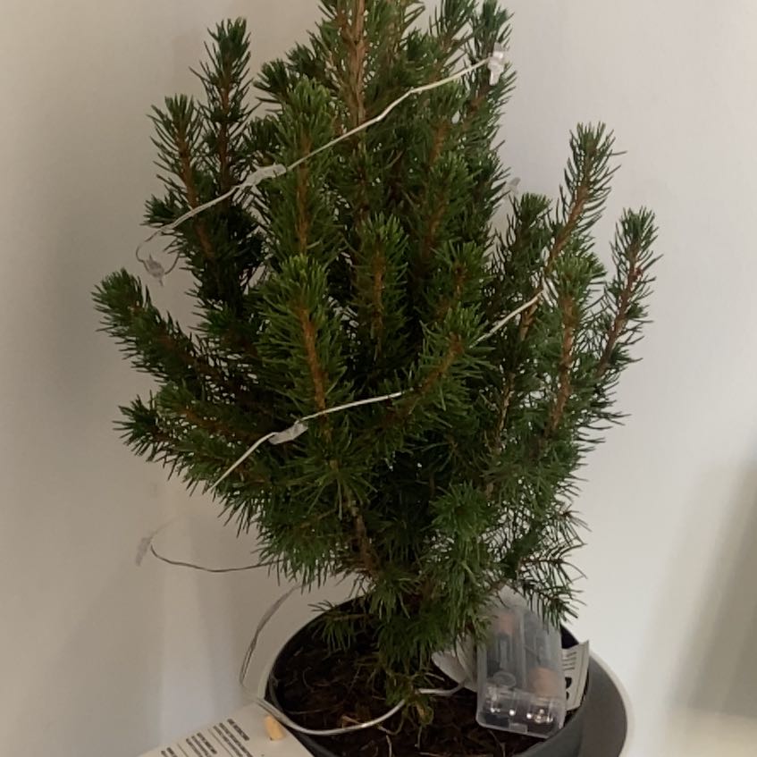 Photo of the plant species Pine Tree by @nicola_green named Eva on Greg, the plant care app