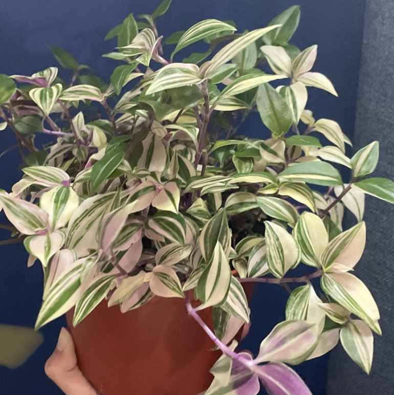 Photo of the plant species Tricolor Rainbow Tradescantia by @llugS named Luden on Greg, the plant care app