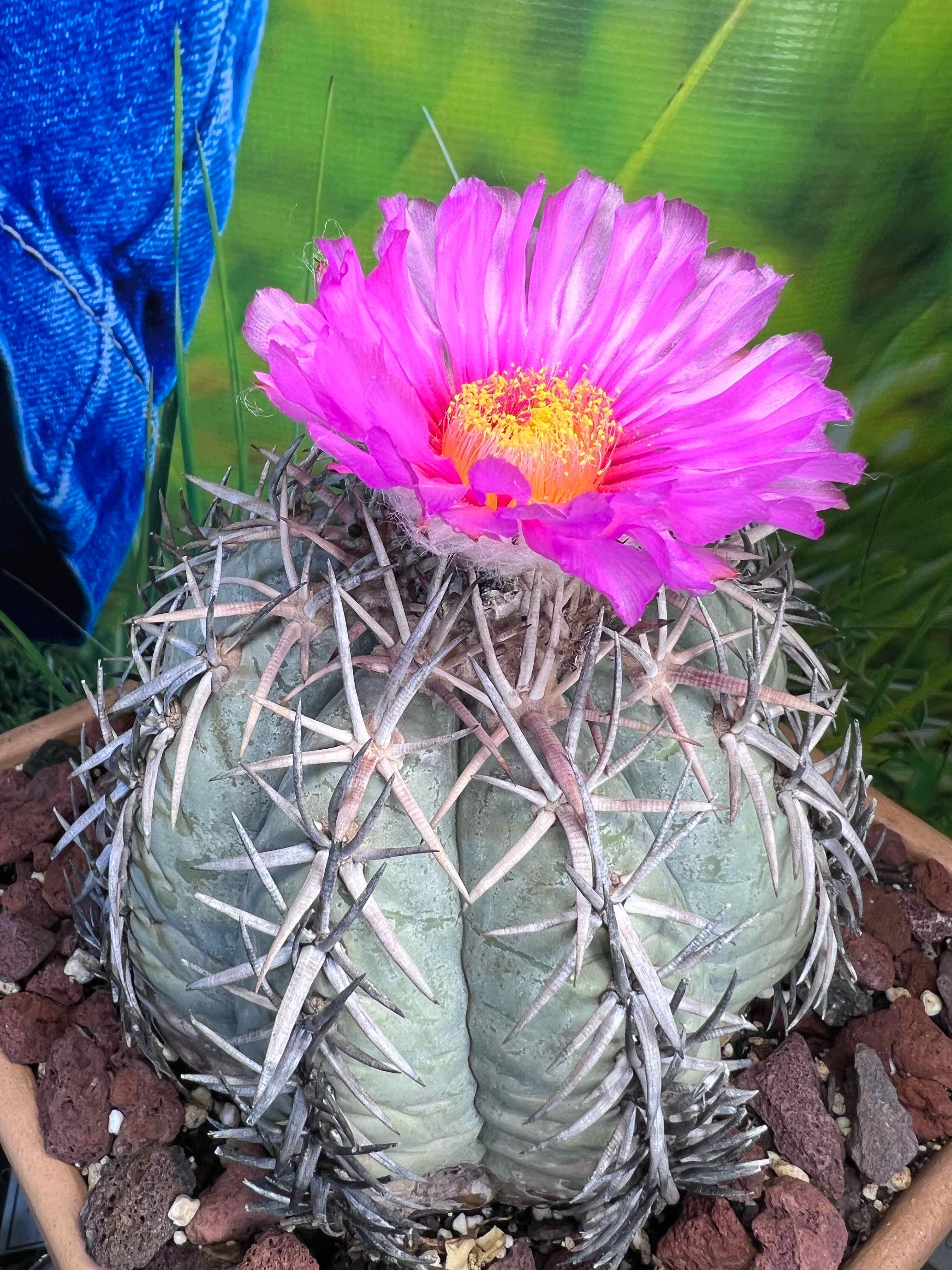 Eagle Claw cactus with a prominent pink flower, healthy and well-framed.