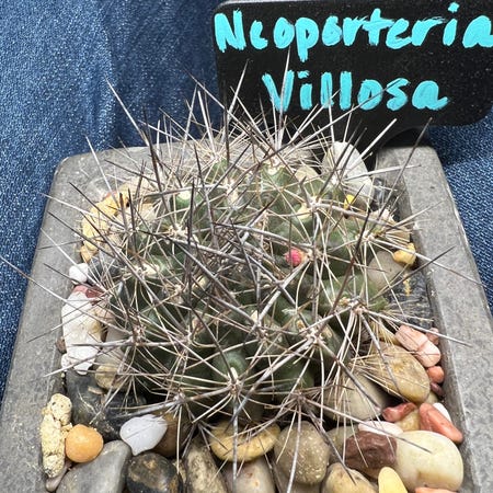 Photo of the plant species Eriosyce villosa by @SirLiquorice named Cuddles on Greg, the plant care app