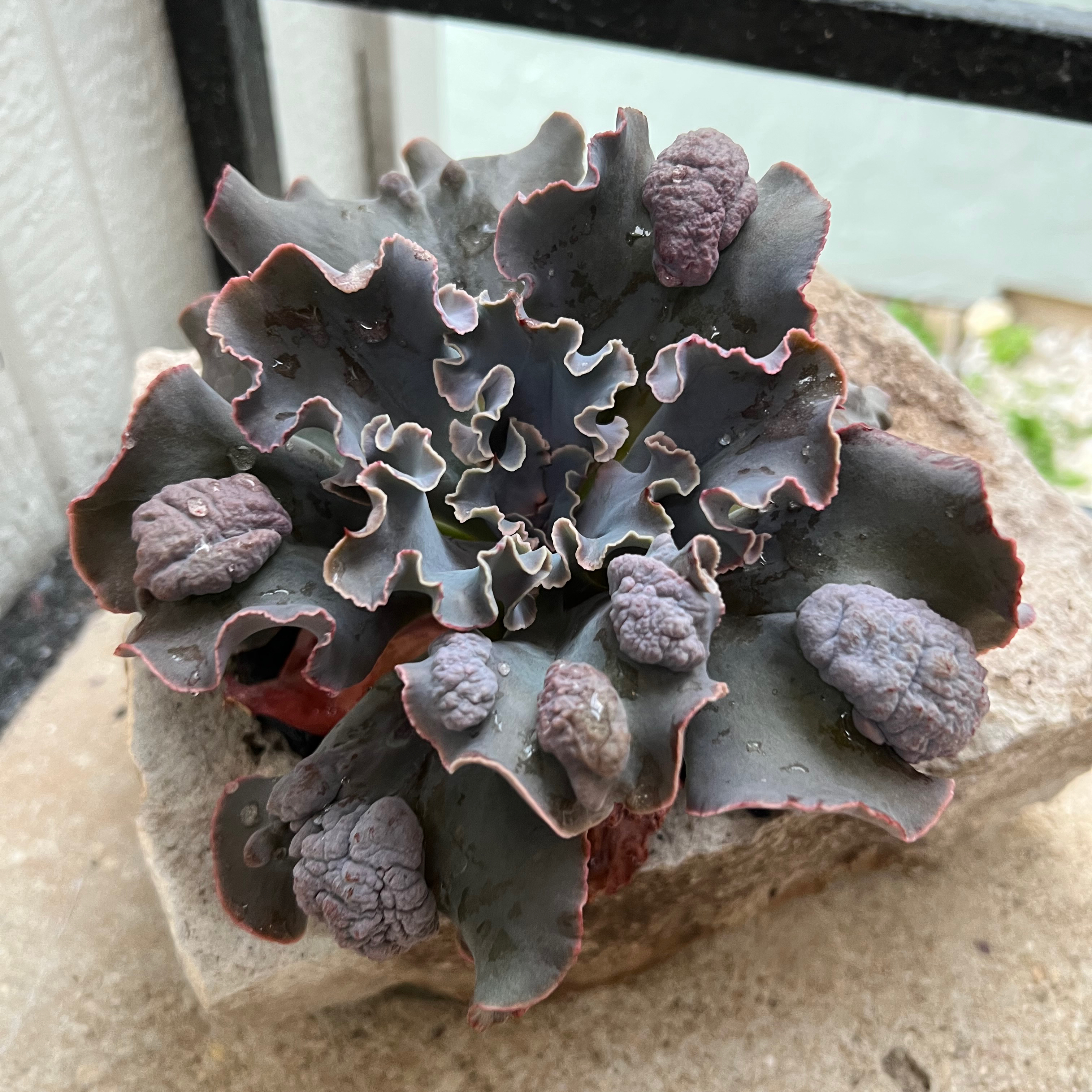 Raindrops Echeveria plant with bumpy leaves in a rocky setting.