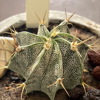 Goat's Horn Cactus plant in Somewhere on Earth