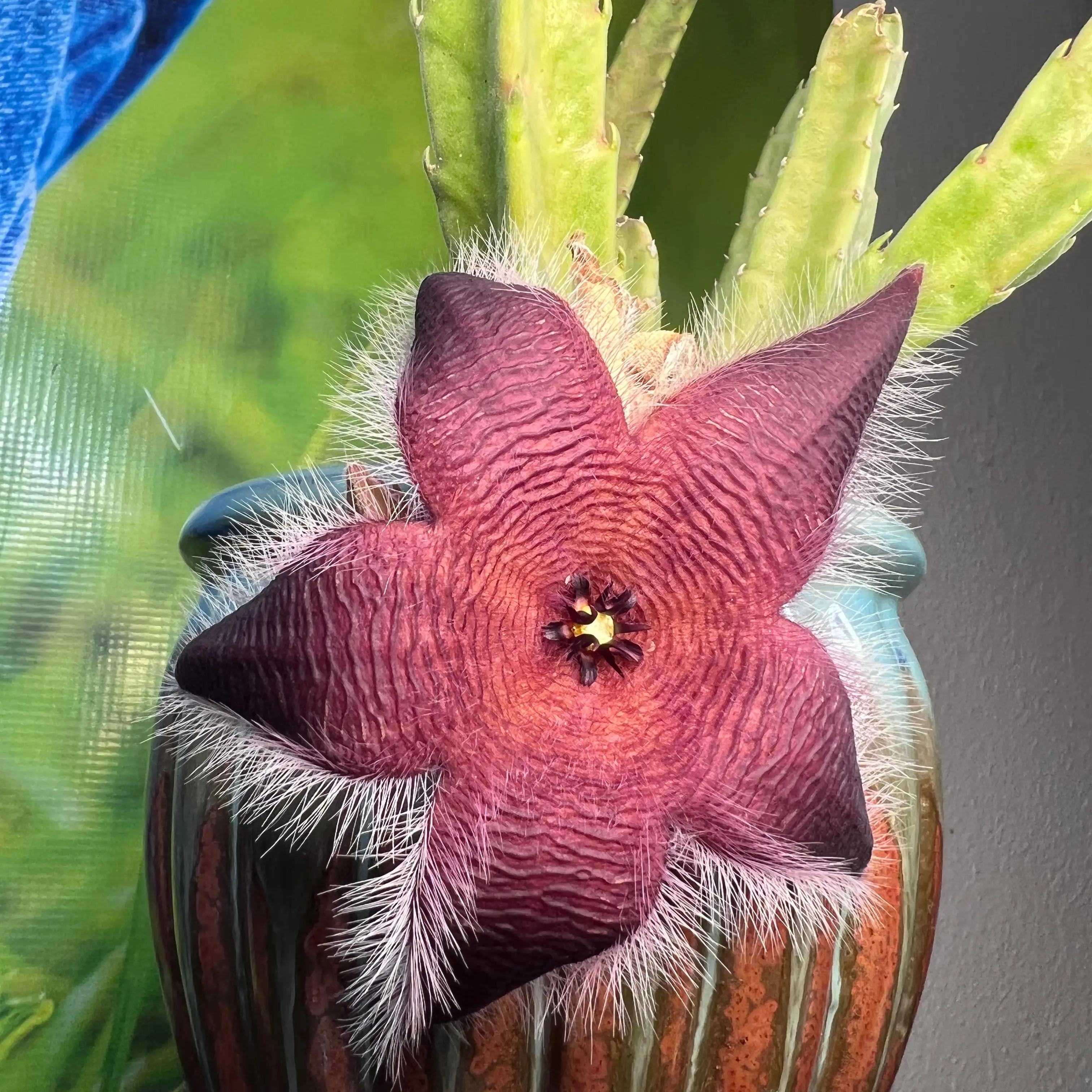 Photo of the plant species Carrion flower by @SirLiquorice named The Demigorgon on Greg, the plant care app