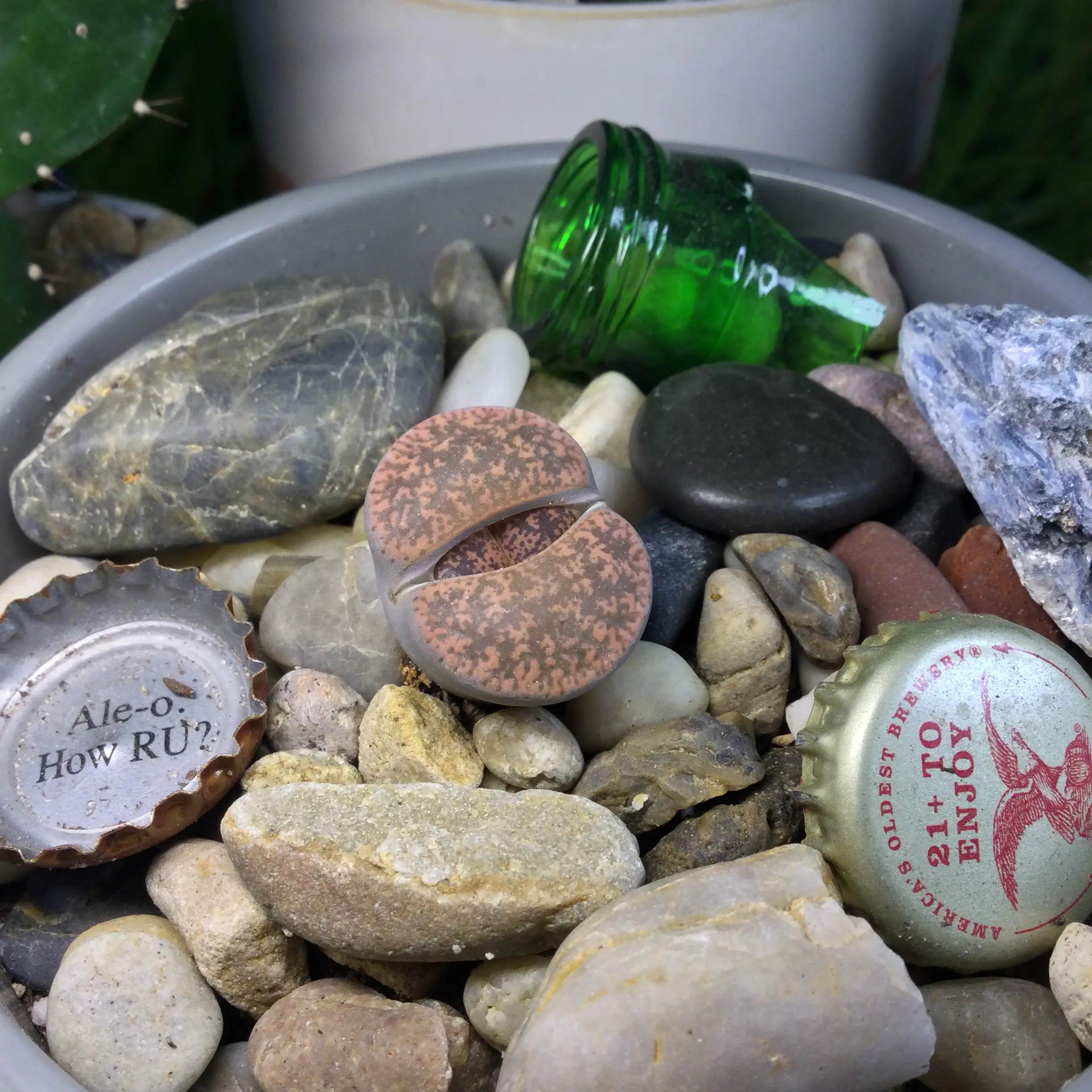 Living Stones plant photo by @SirLiquorice named Beavis on Greg, the plant care app.