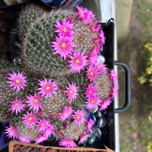 Rose Pincushion Cactus plant photo by @SirLiquorice named Pica on Greg, the plant care app.