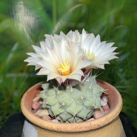 Photo of the plant species Strombocactus by @SirLiquorice named Stromby on Greg, the plant care app