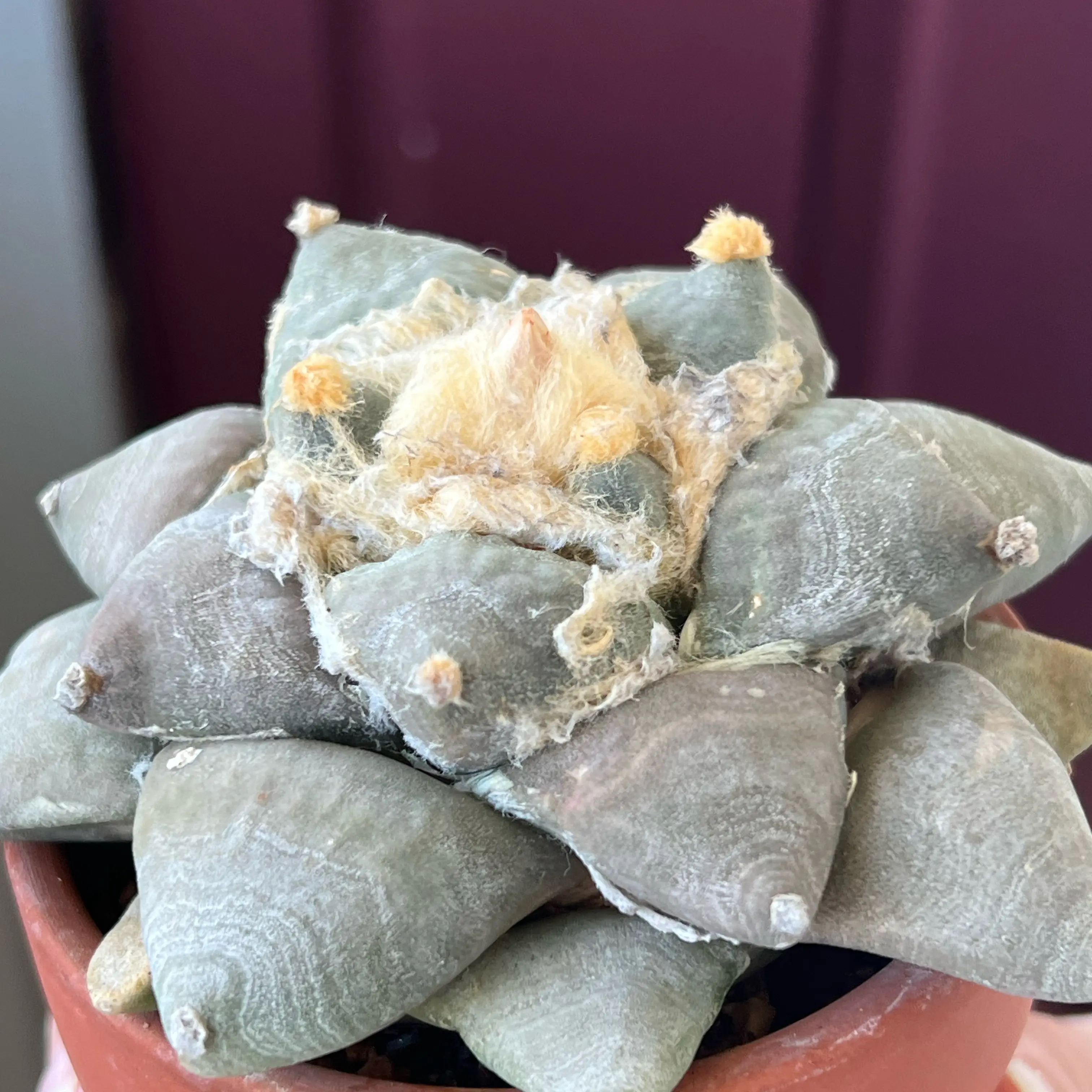 Photo of the plant species Star Rock Cactus by @SirLiquorice named Airy on Greg, the plant care app