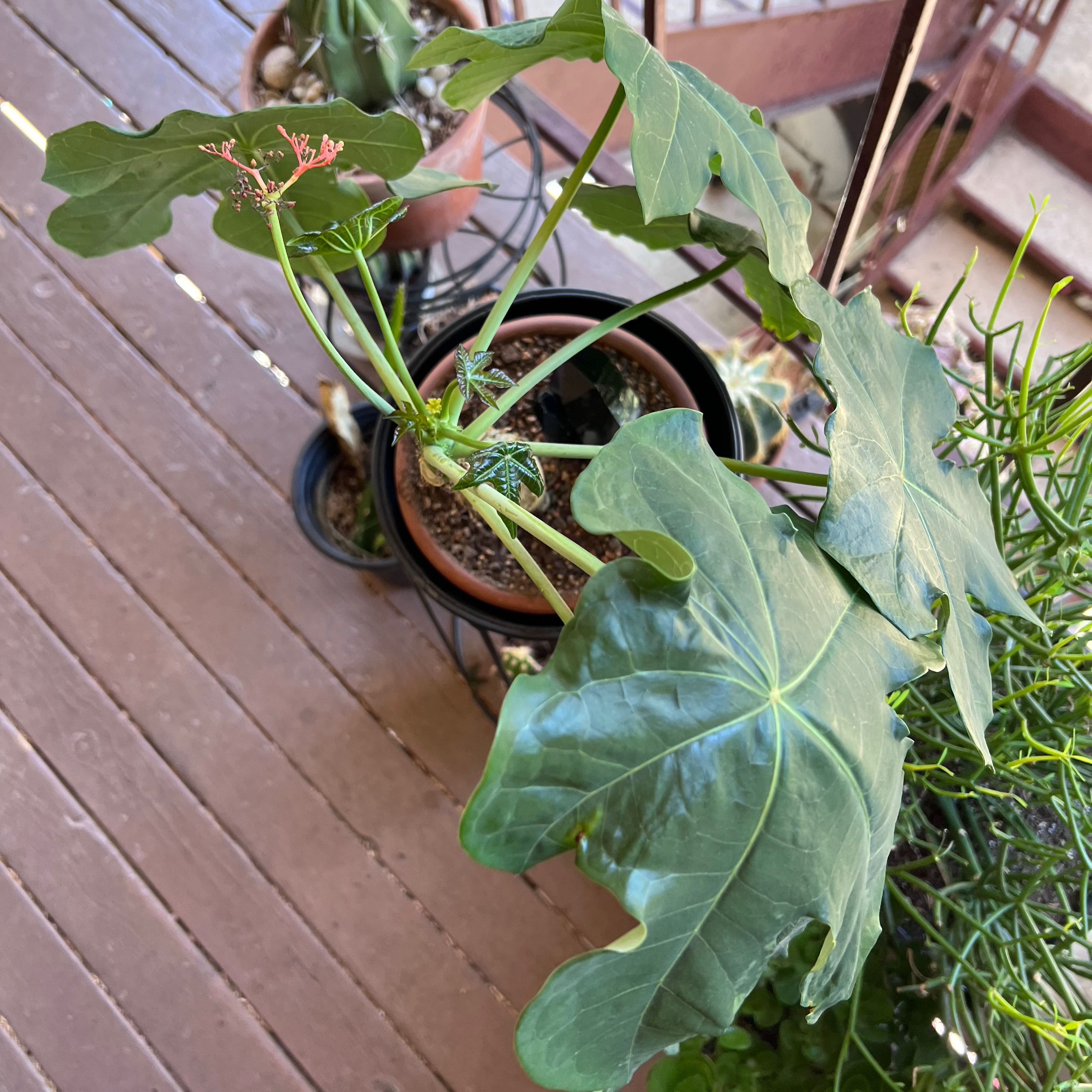 Buddha Belly Plant with large green leaves in a pot on a wooden surface.