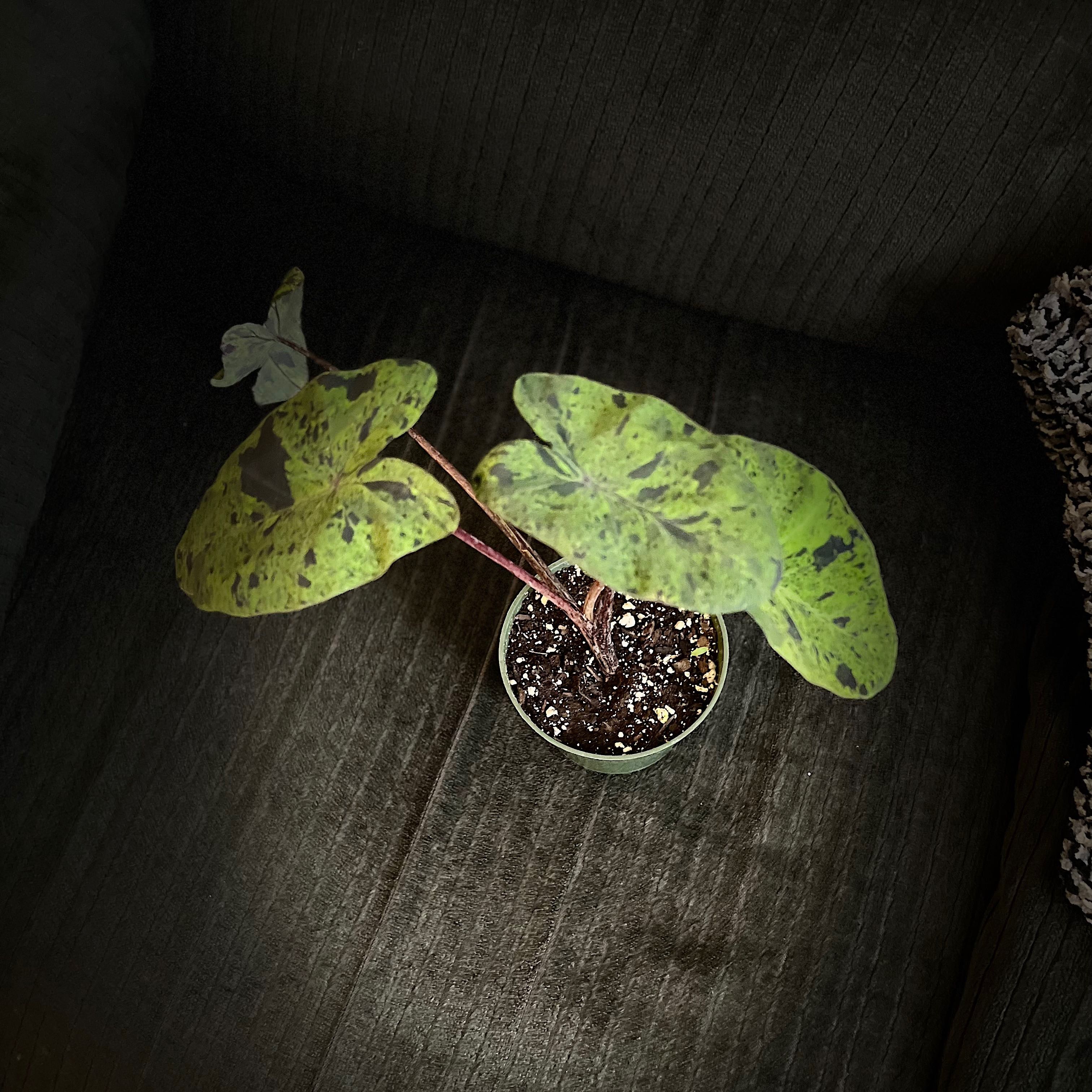 Taro 'Mojito' plant with variegated leaves in a small pot, showing some black spots.