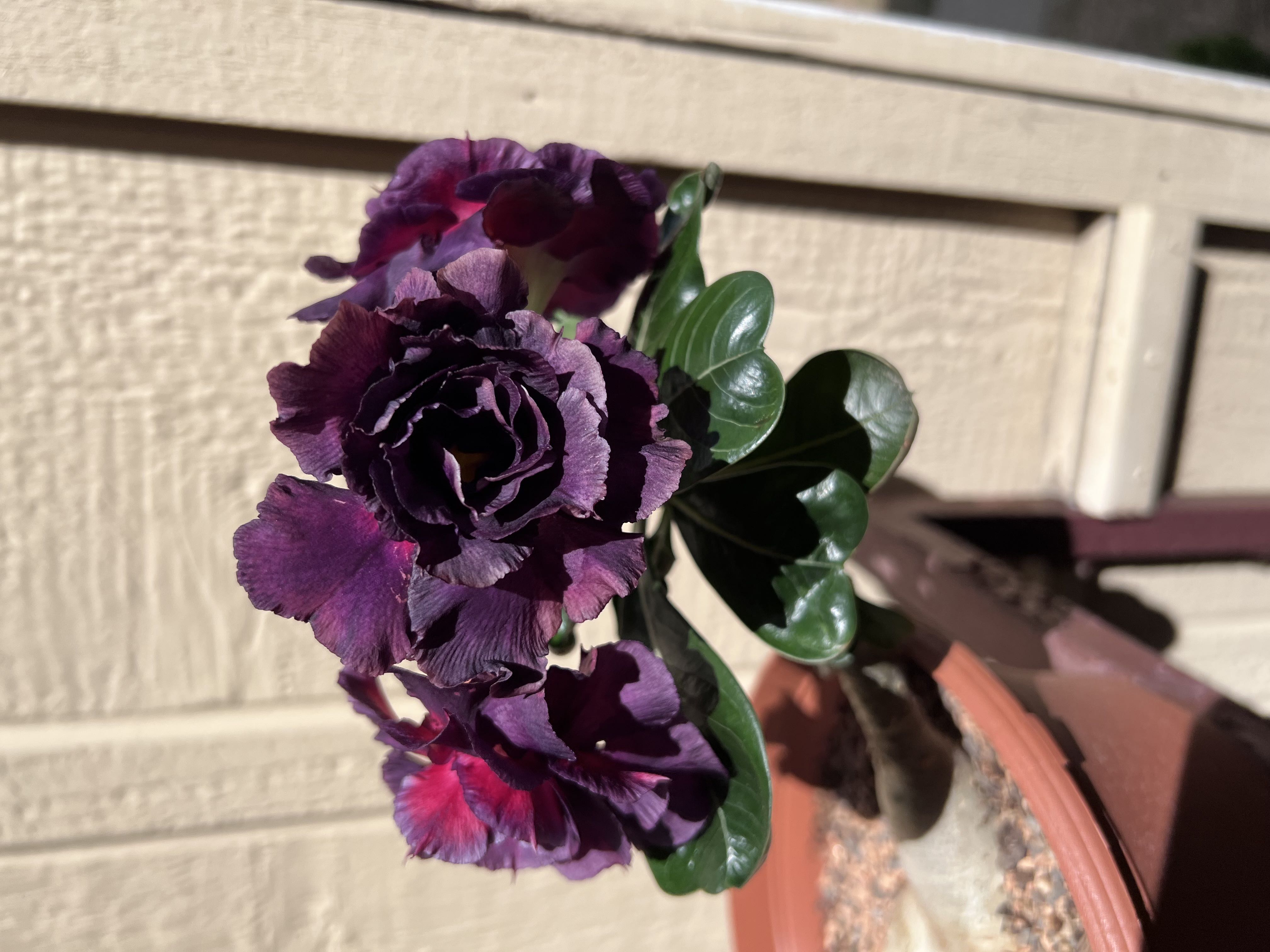 Photo from the post
