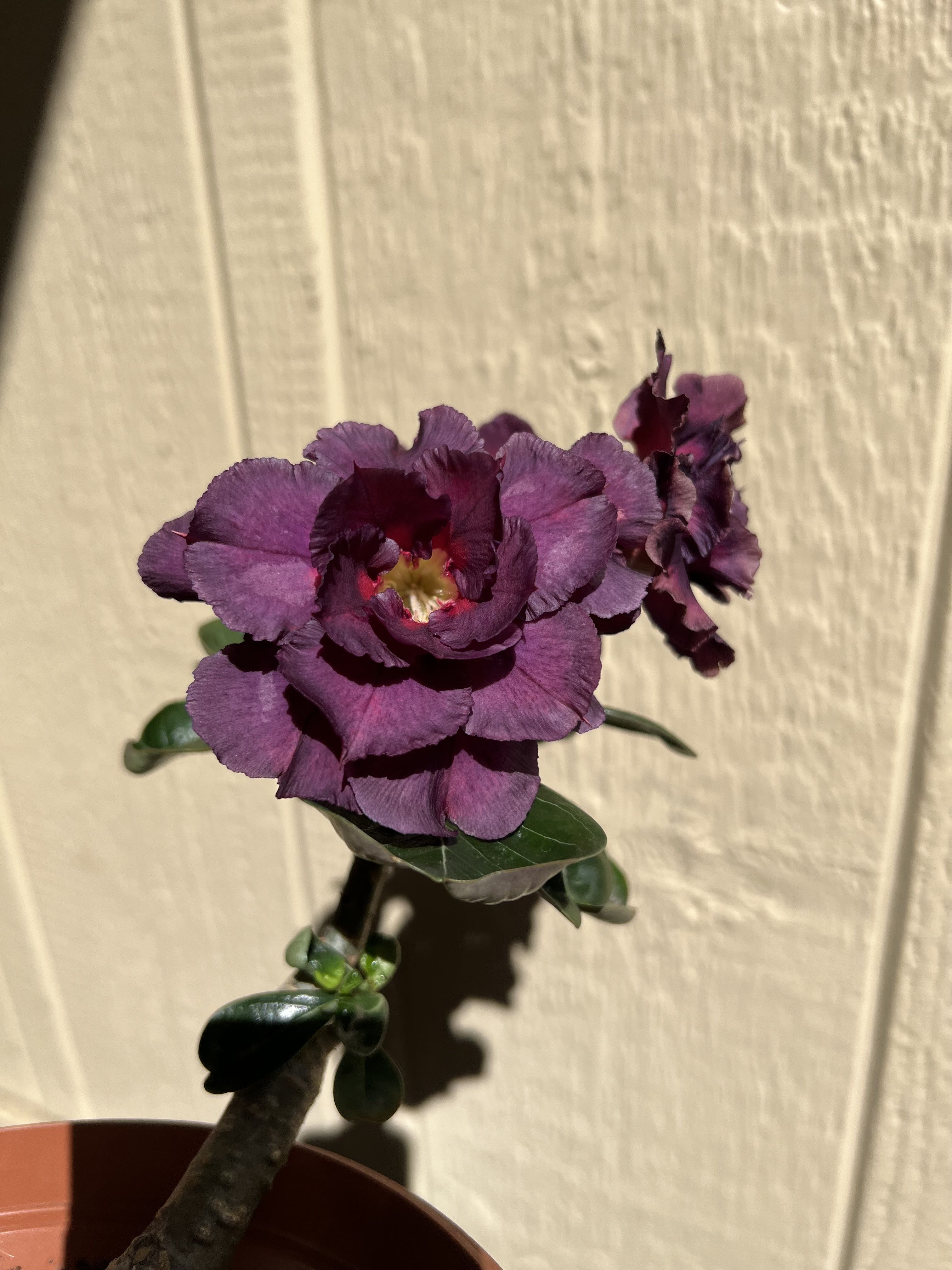 Photo from the post
