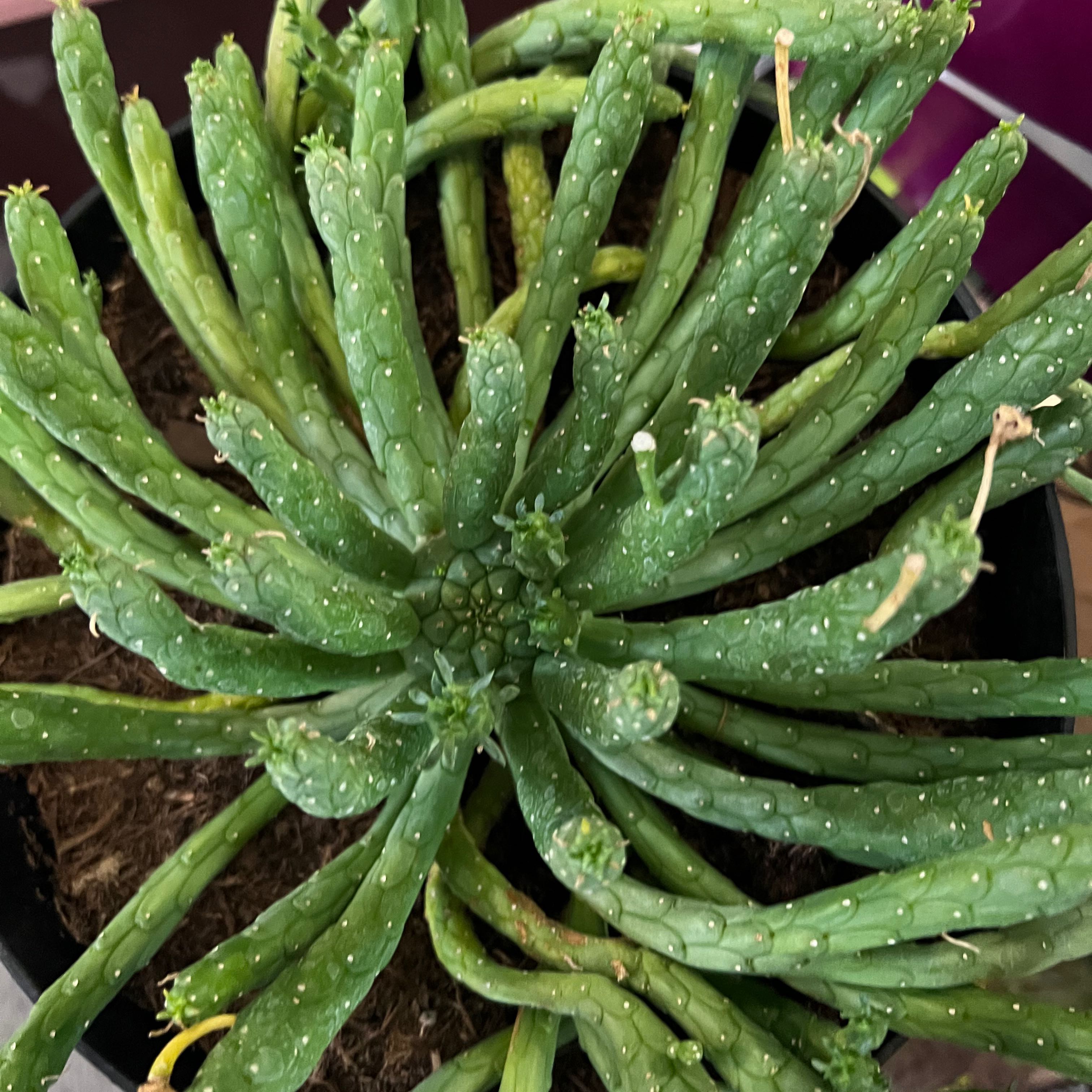 Medusa's Head plant with green cylindrical leaves, slight yellowing and browning tips, potted in soil.