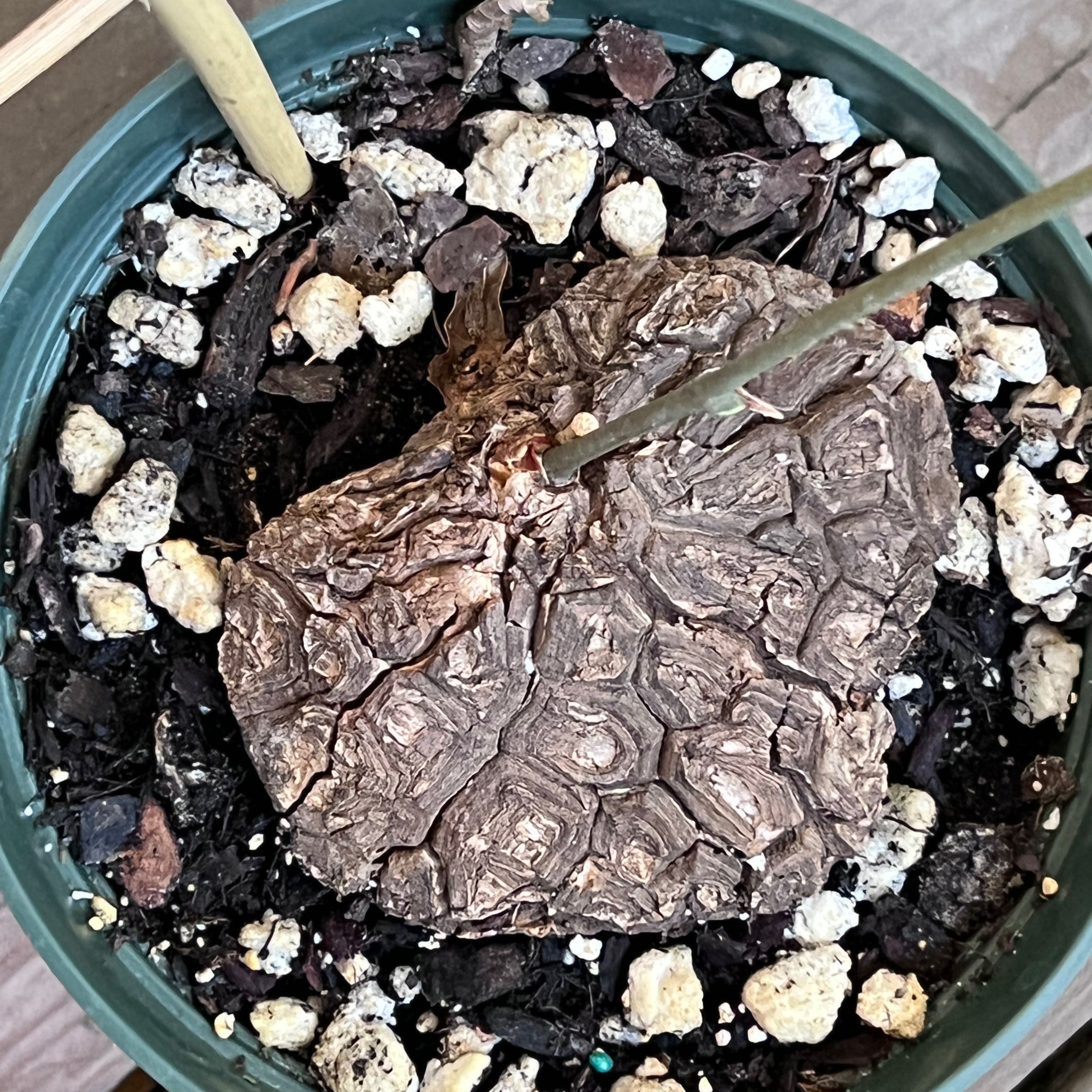 Potted Hottentot Bread (Dioscorea elephantipes) with a large, textured caudex and well-draining soil.