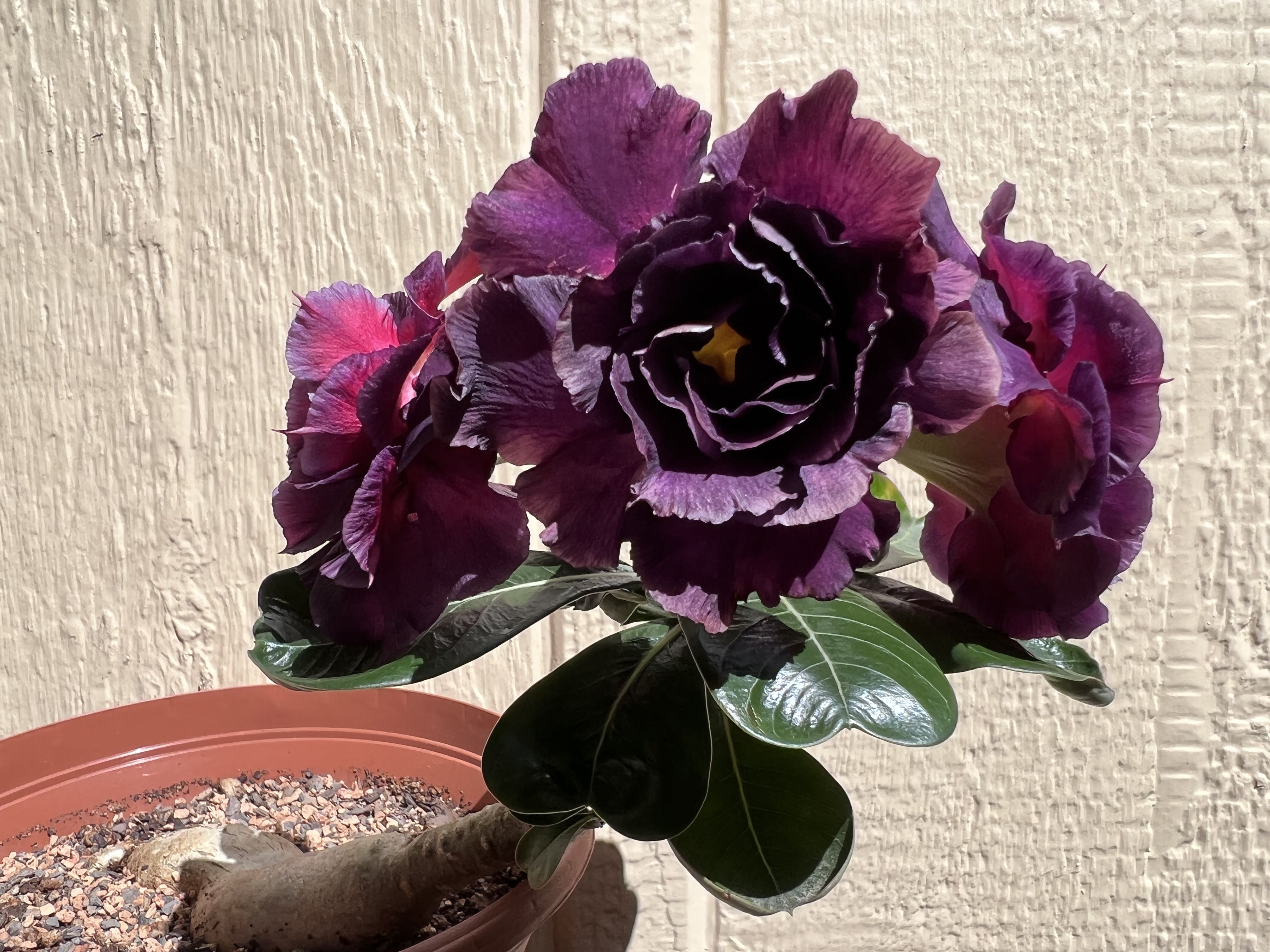 Photo from the post