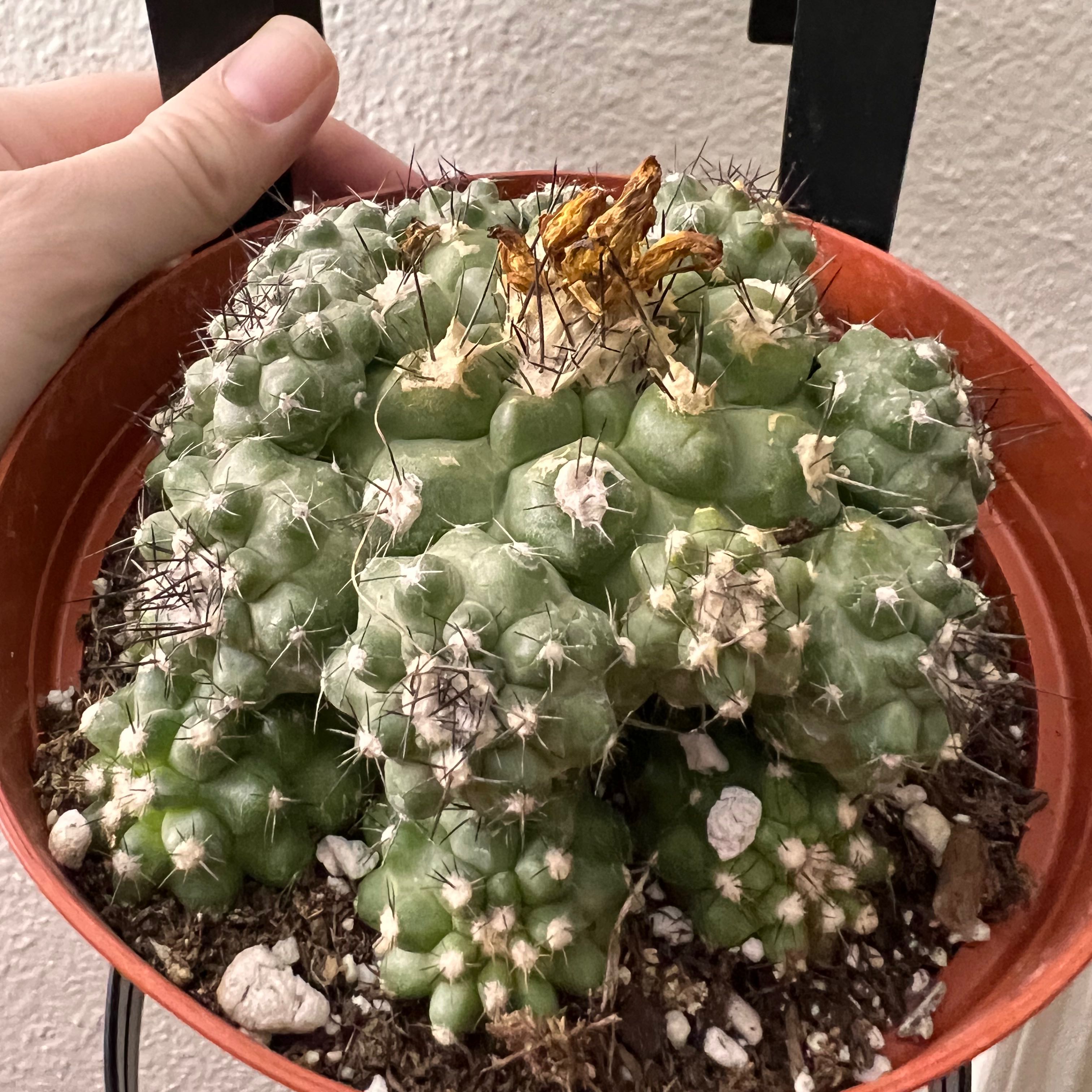 Photo of the plant species Copiapoa humilis 'Tenuissima' by @SirLiquorice named What you knowa about Copiapoa? on Greg, the plant care app