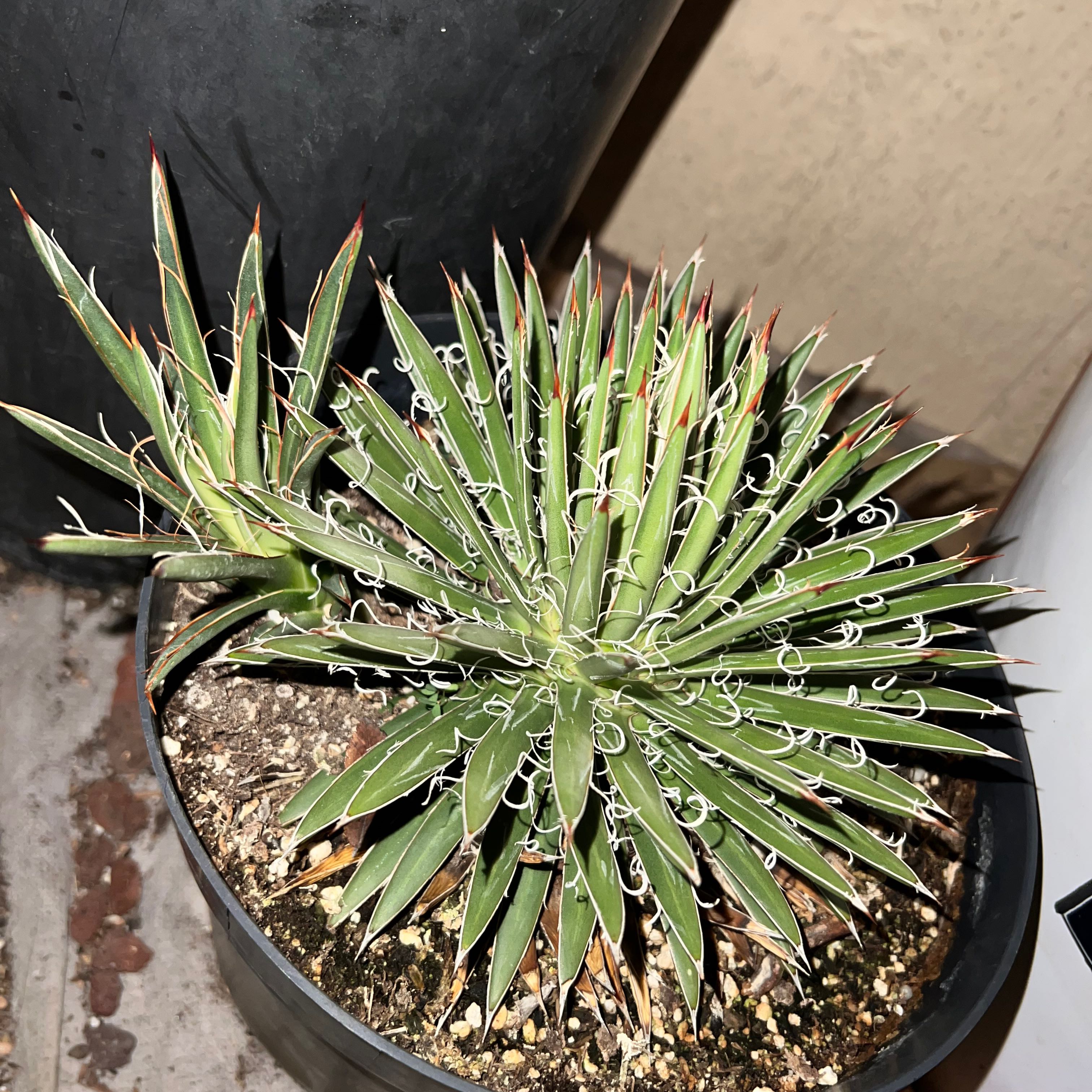 Photo of the plant species Small Flower Agave by @SirLiquorice named Caroline on Greg, the plant care app