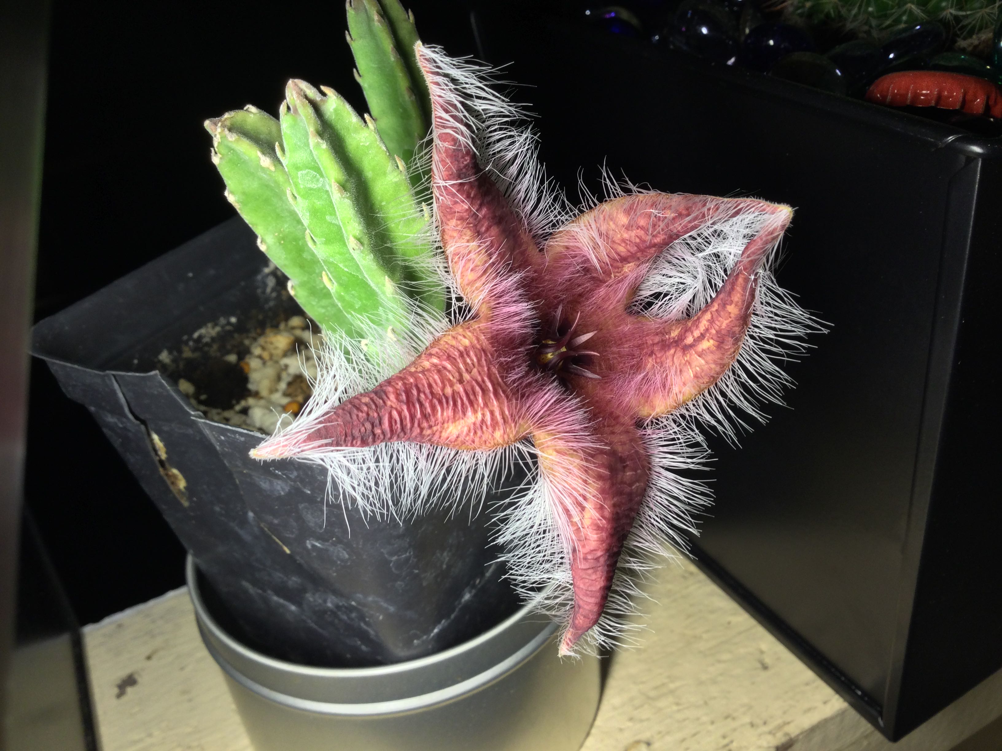 Photo from the post