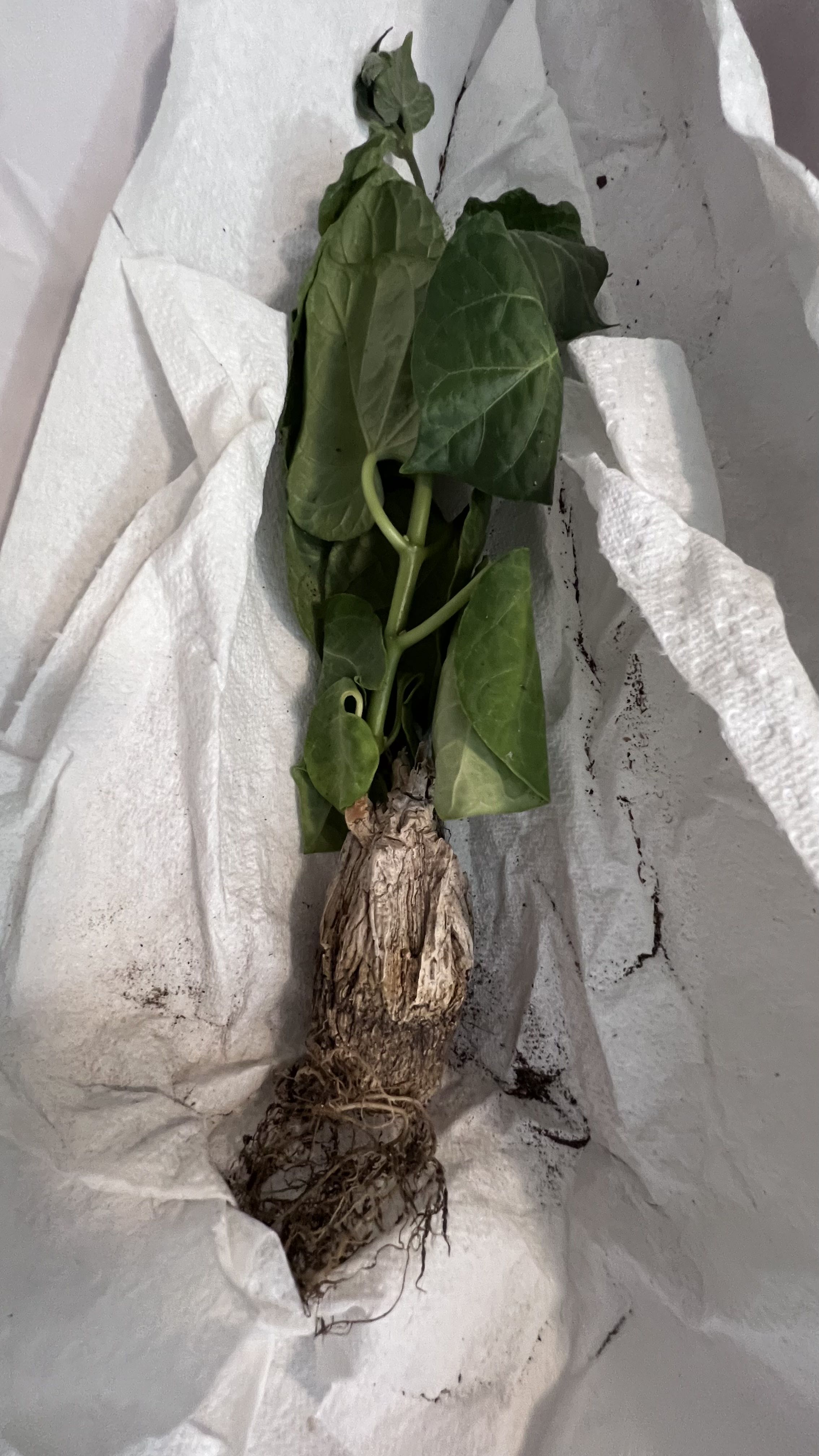 Photo from the post