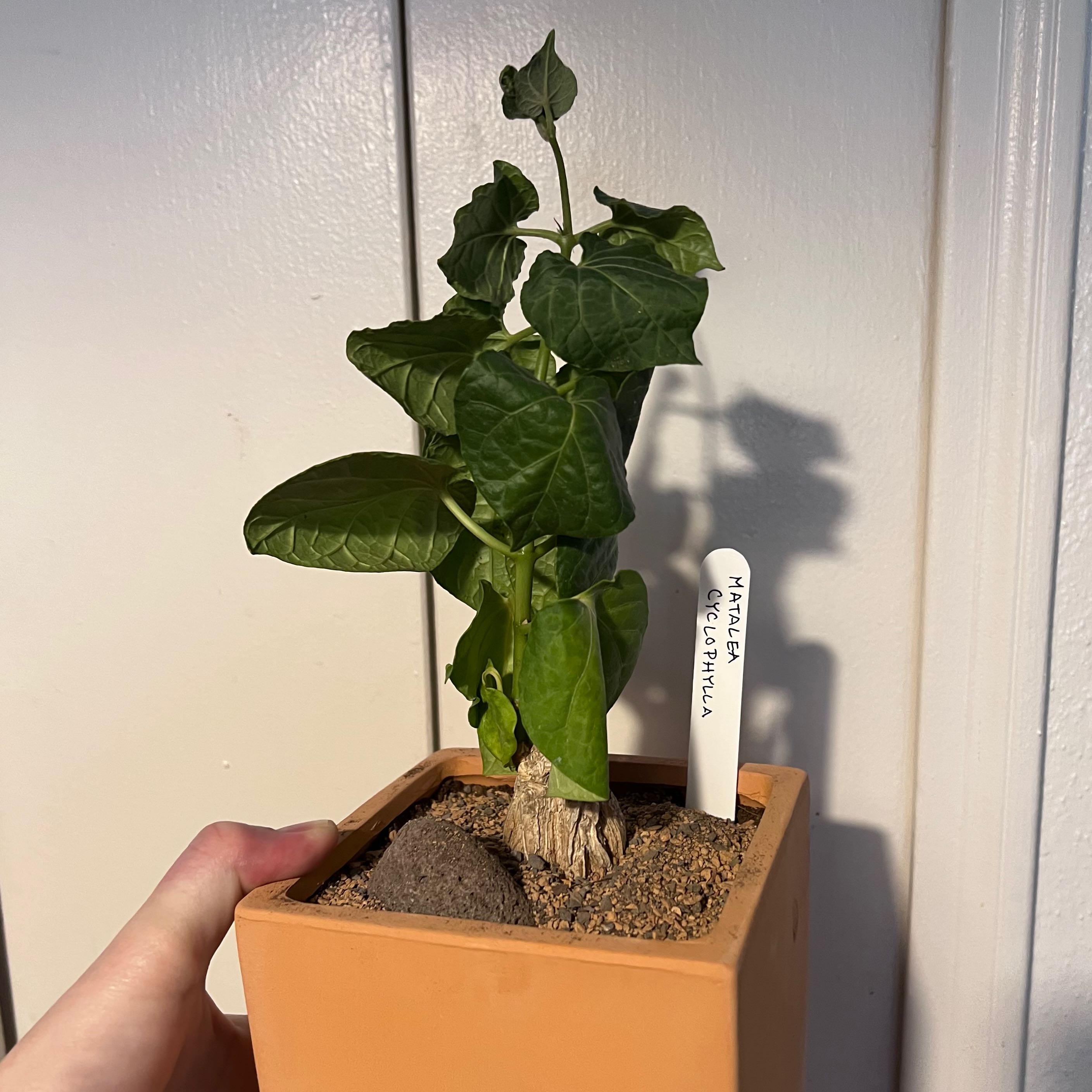 Photo of the plant species Gonolobus by @SirLiquorice named Matilda on Greg, the plant care app
