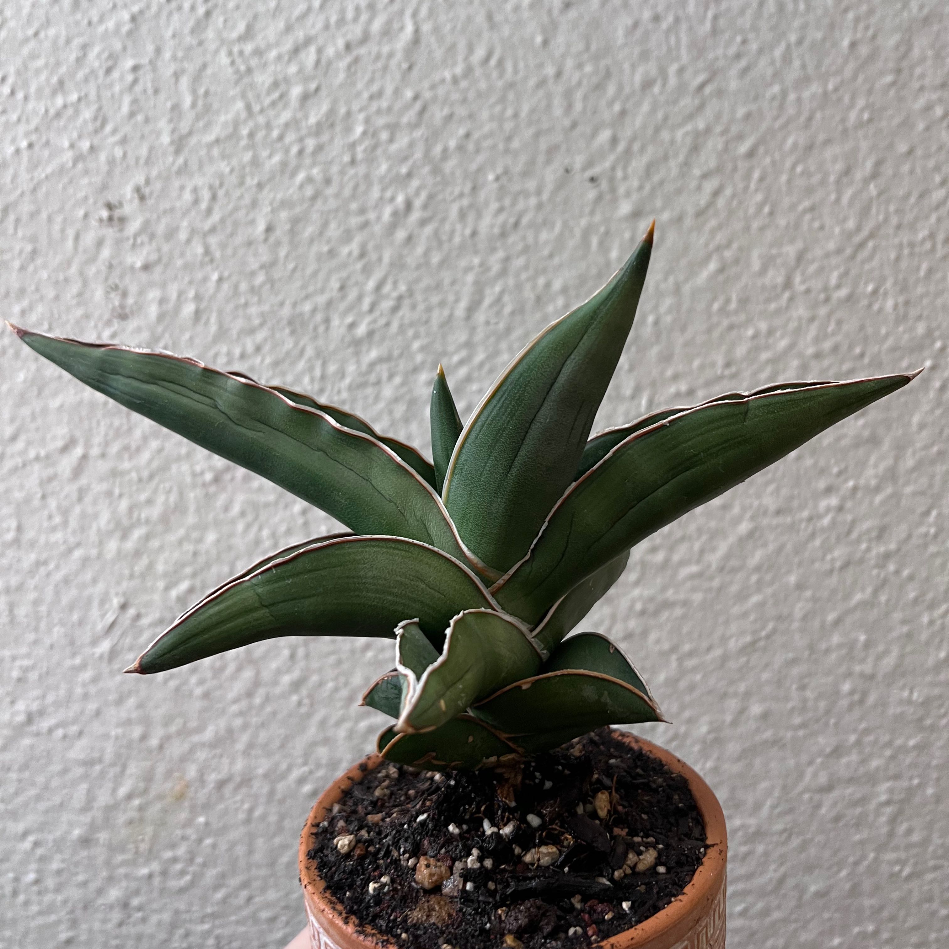 Samurai Dwarf Snake Plant in a small pot with visible soil and healthy green leaves.