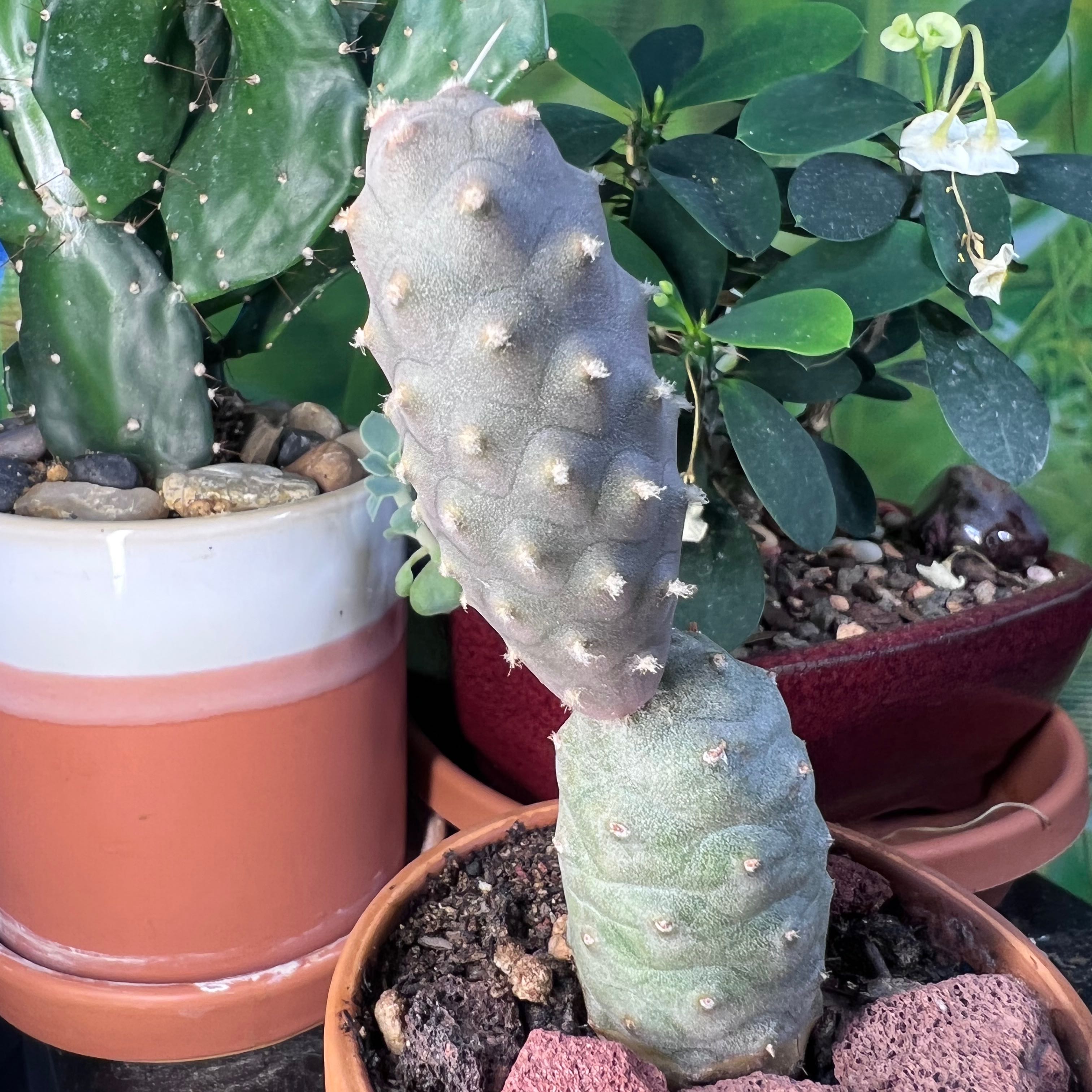 Paper Spine Cactus in a pot with visible soil, well-framed and in focus.