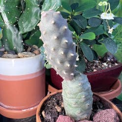 Paper Spine Cactus plant