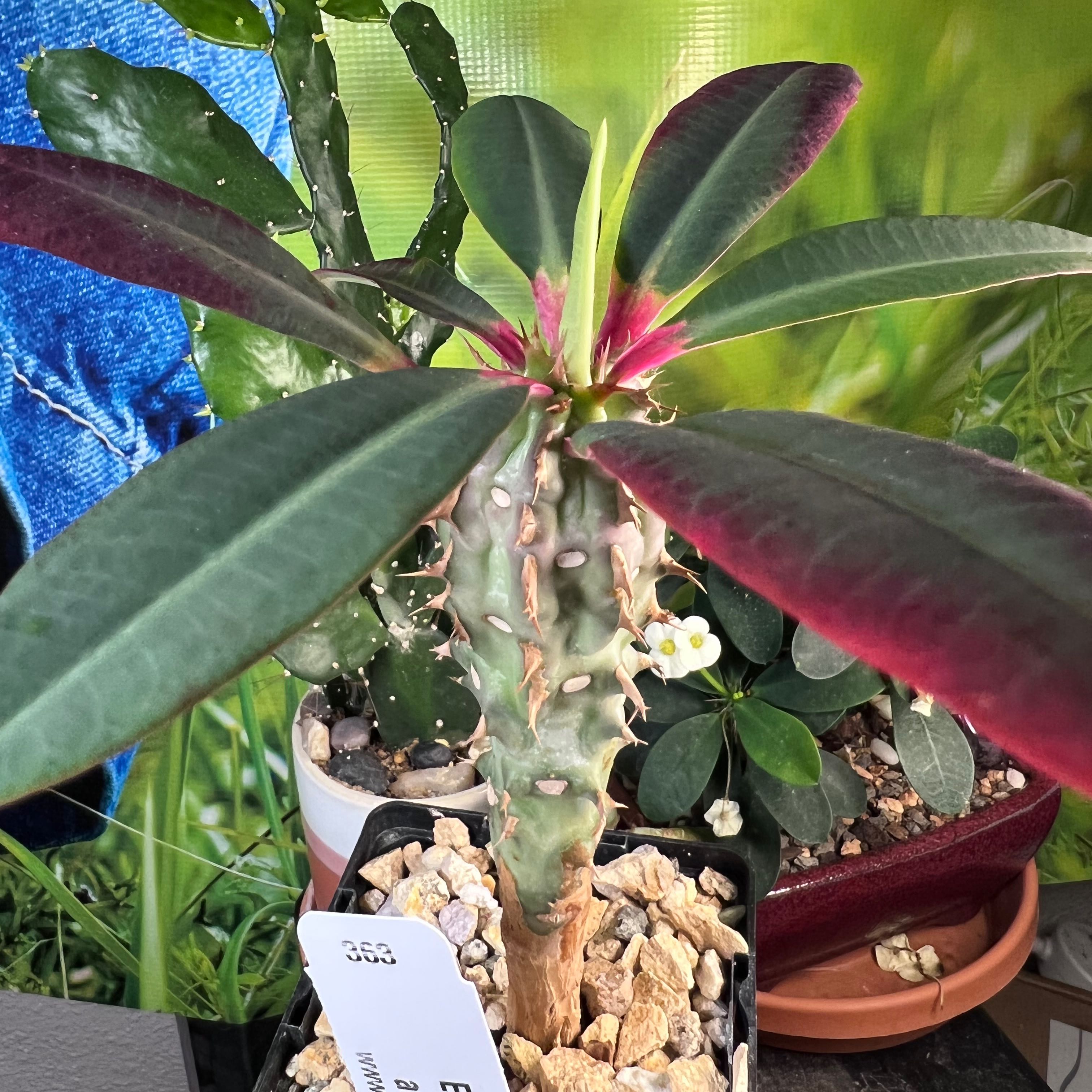 Photo of the plant species Euphorbia denisiana var. ankarensis by @SirLiquorice named Rejected on Greg, the plant care app