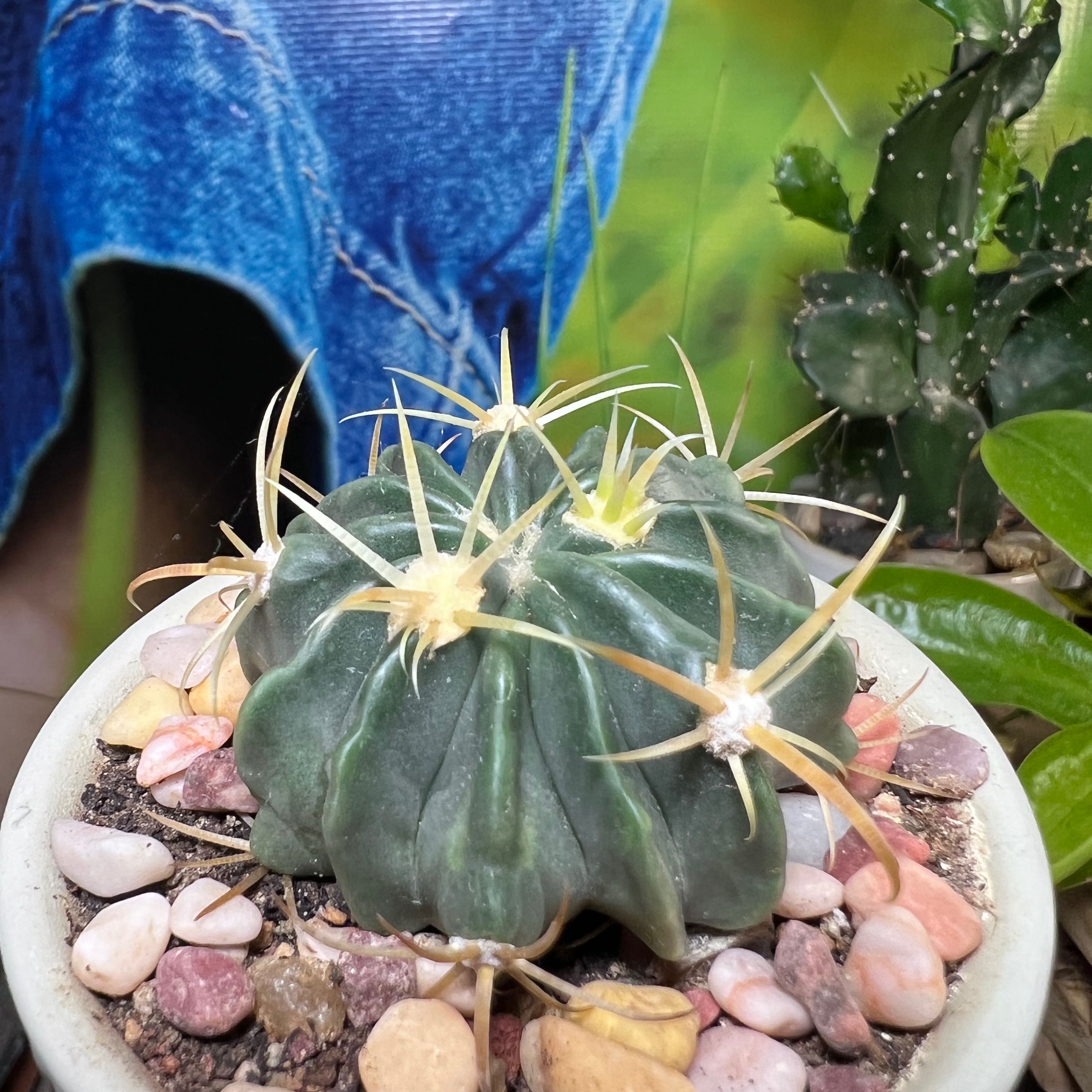 Devil's Pincushion cactus in a pot with pebbles, another plant and a human leg in the background.
