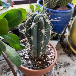 Peruvian Torch Cactus plant