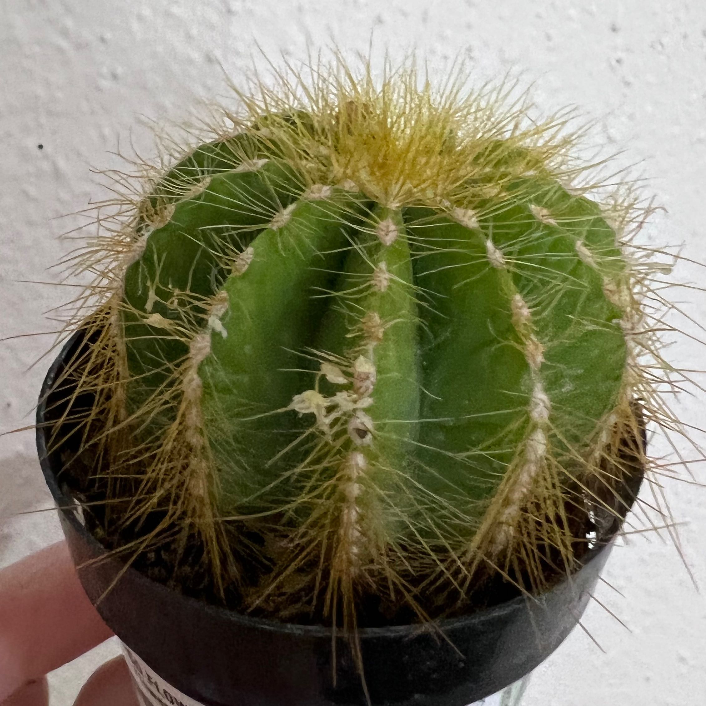 Balloon Cactus (Parodia magnifica) in a small pot, appears healthy with intact spines.