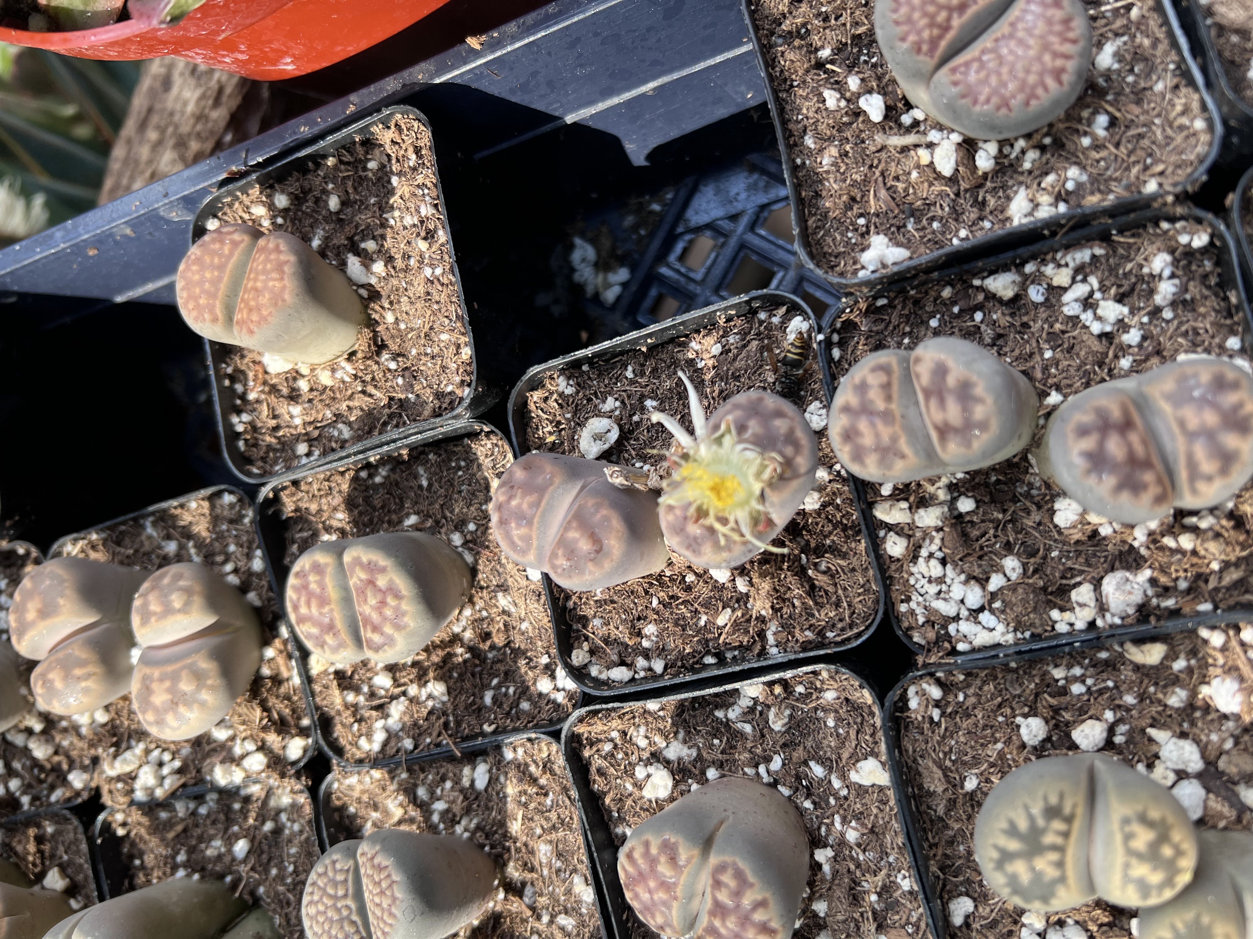 Photo from the post