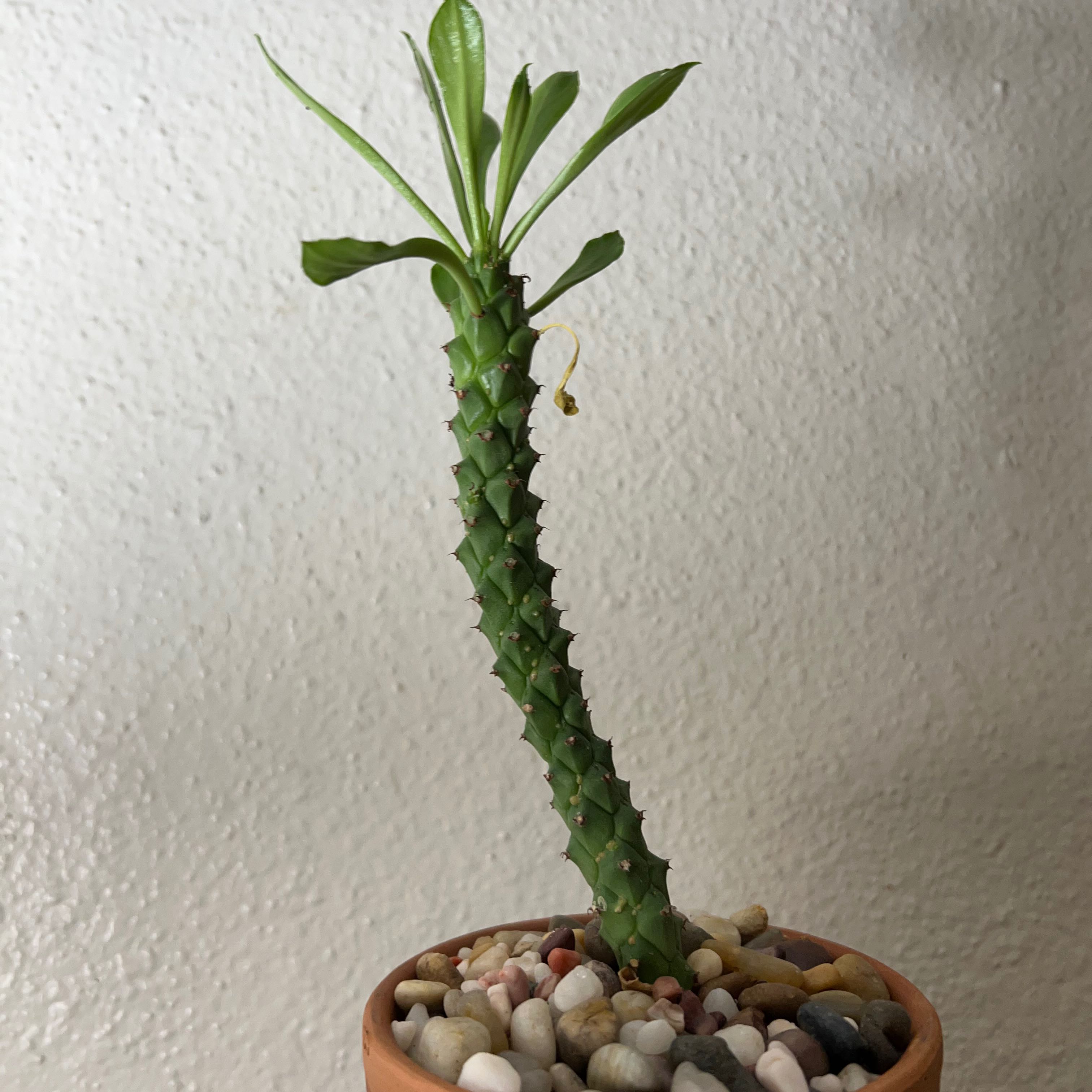 Photo of the plant species Monadenium Stapelioides variegated by @SirLiquorice named da Vinci on Greg, the plant care app